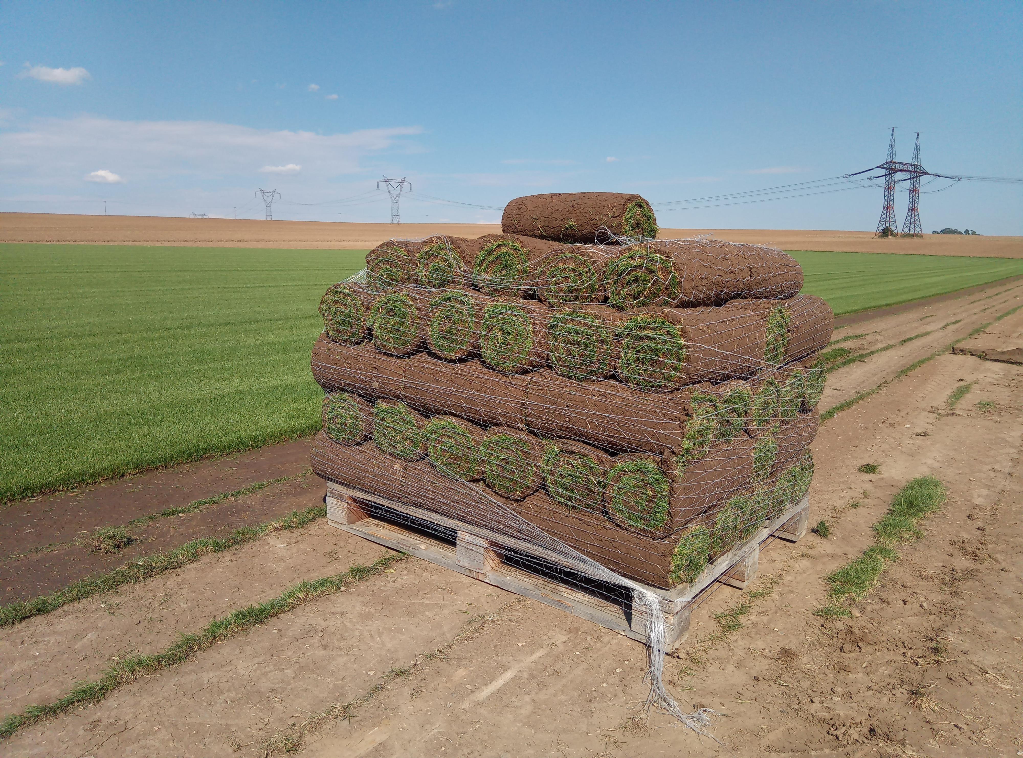 Trávníkové koberce Novotný foto 5