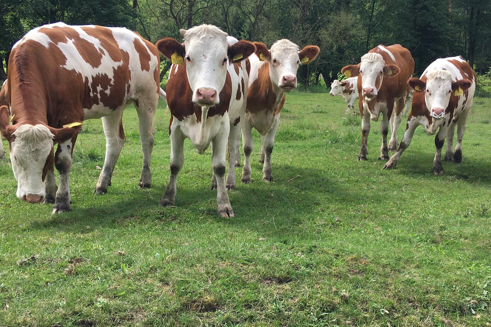 Farma Turnovec foto 1