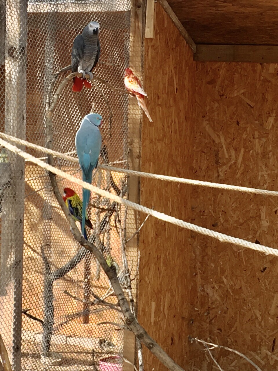 Záchranná stanice pro DIVOKÁ a EXOTICKÁ zvířata foto 5