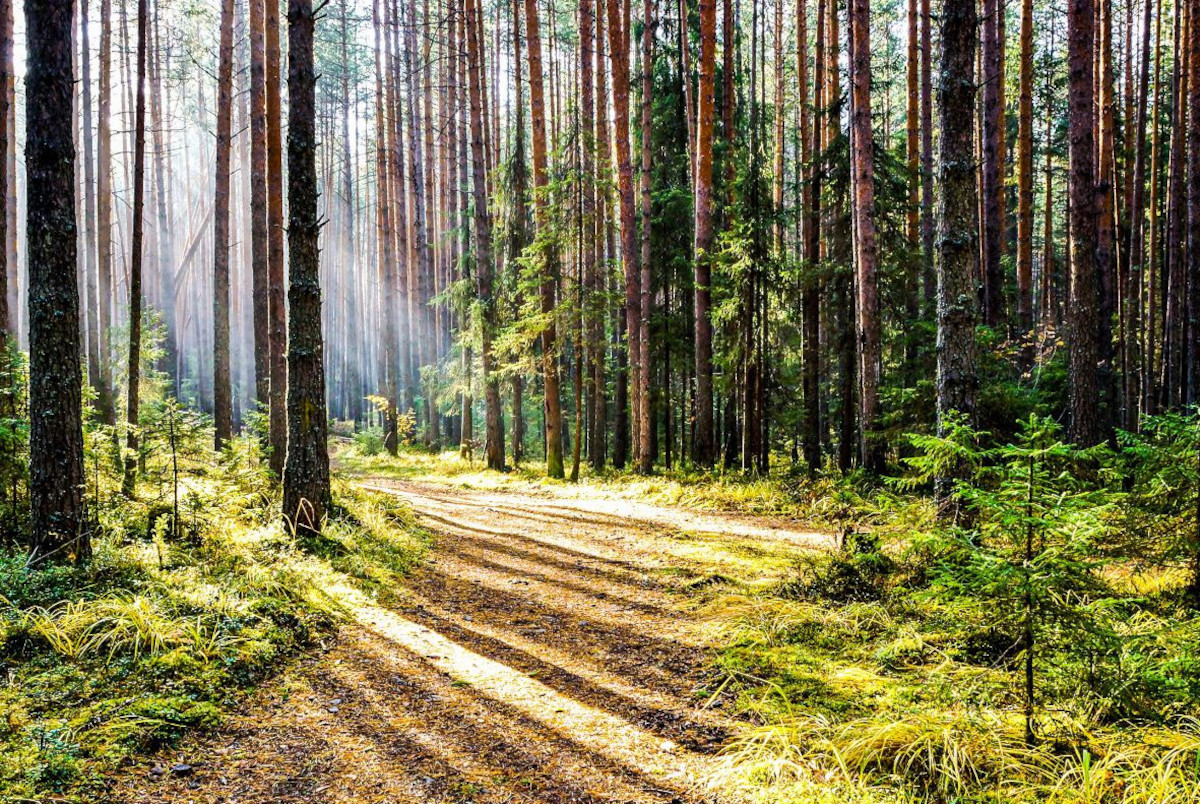 Lesy Mladá Boleslav, a.s.