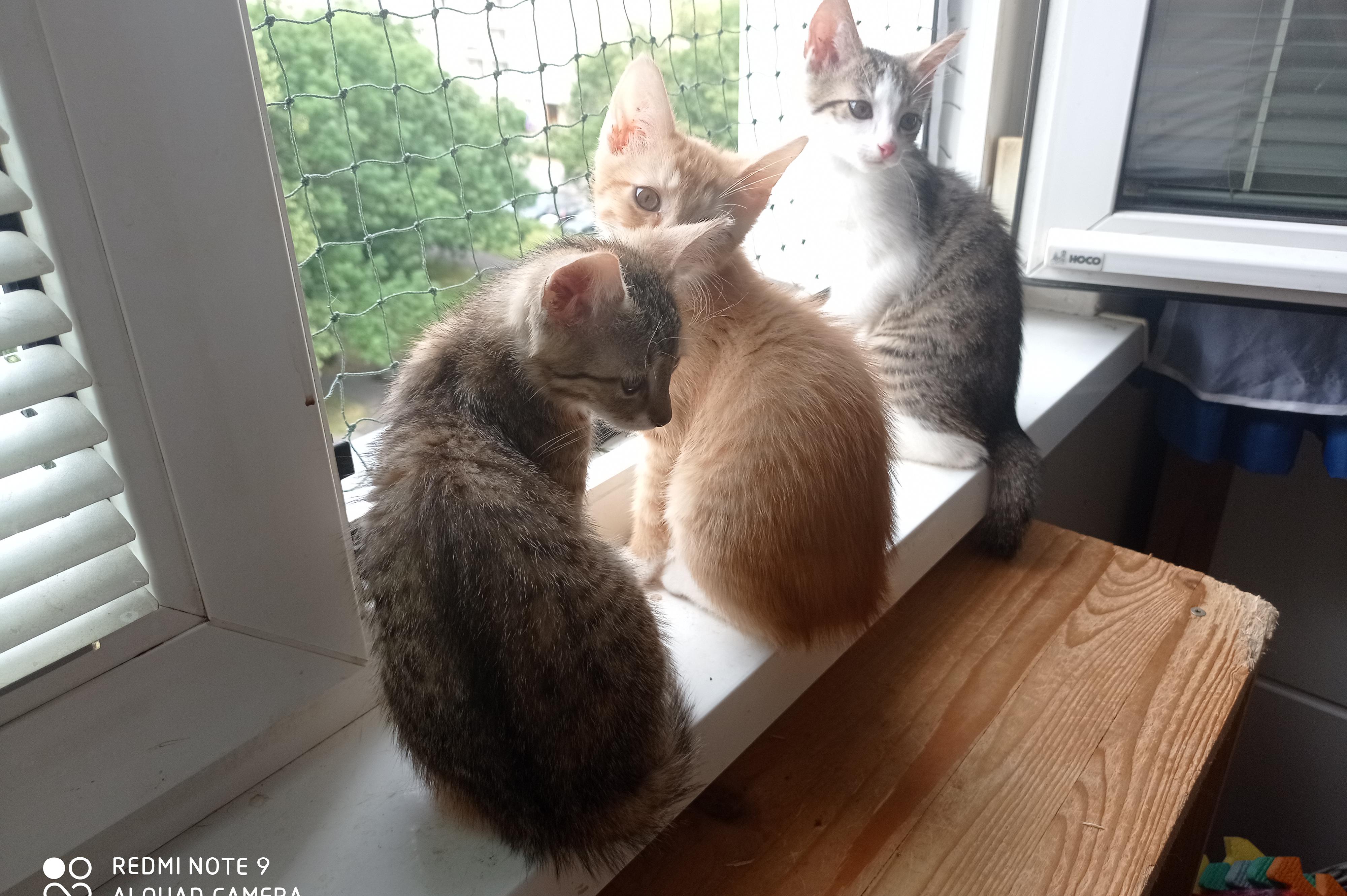 SOS zvířata v nouzi KV