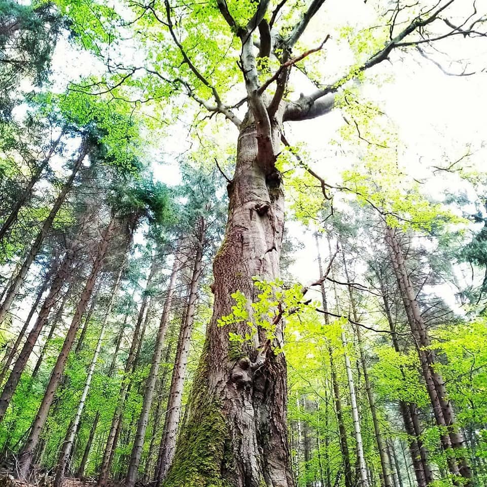 Zlatá léta - apartmánový dům Jáchymov foto 2