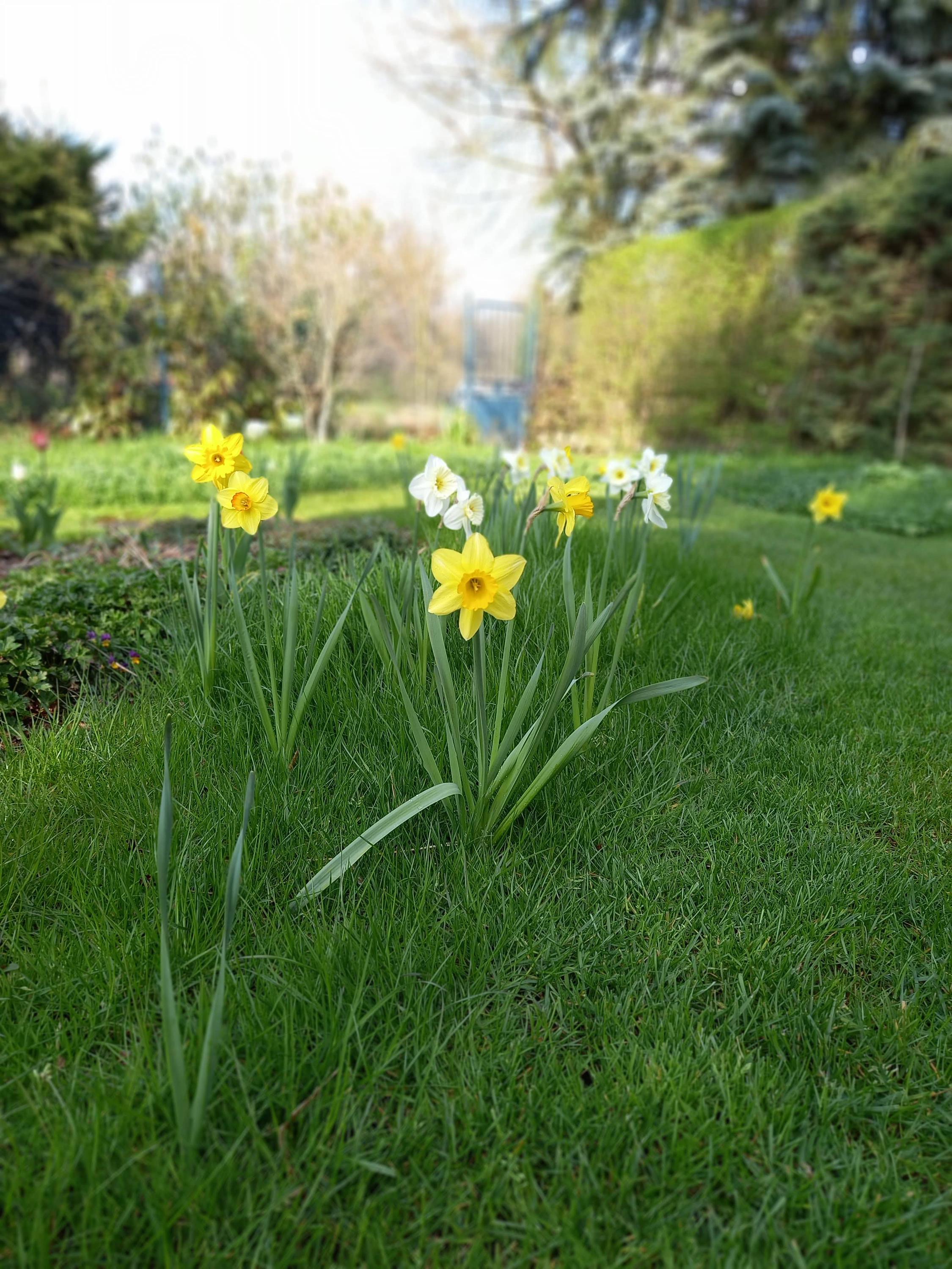 BP - GARDEN foto 4