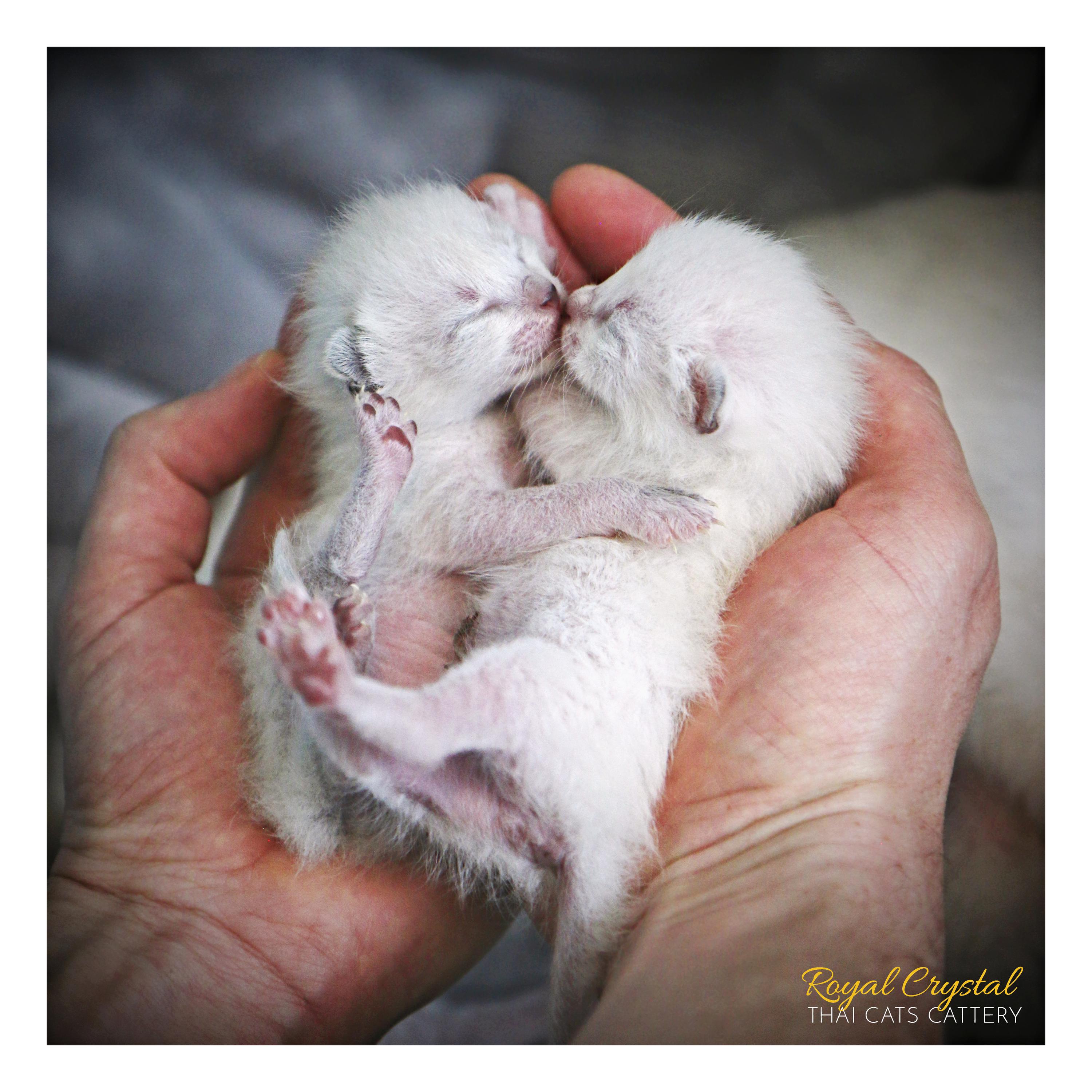 Royal Crystal, Thai Cats cattery foto 4