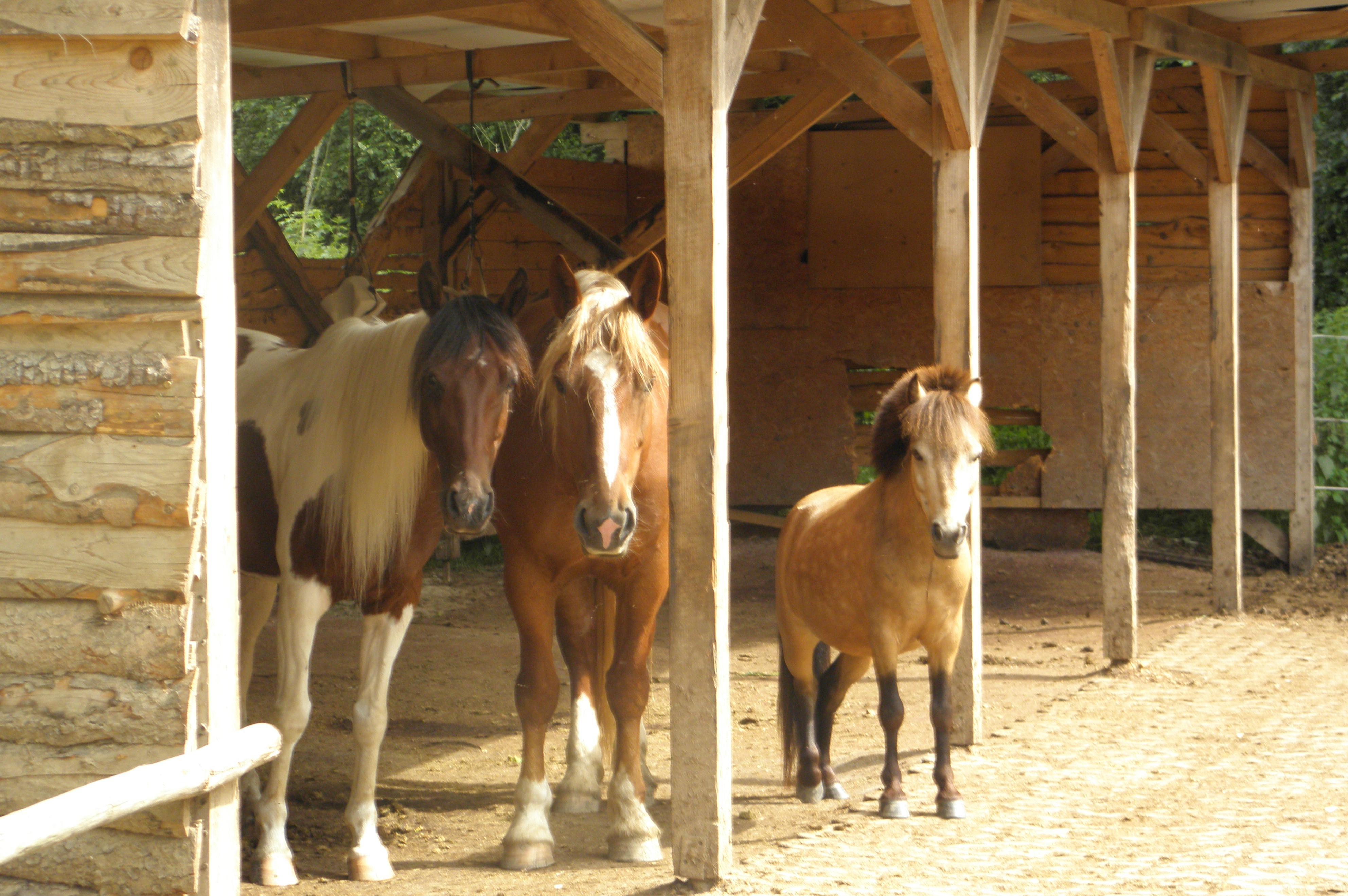 Kocourkov - ranč pod břízami