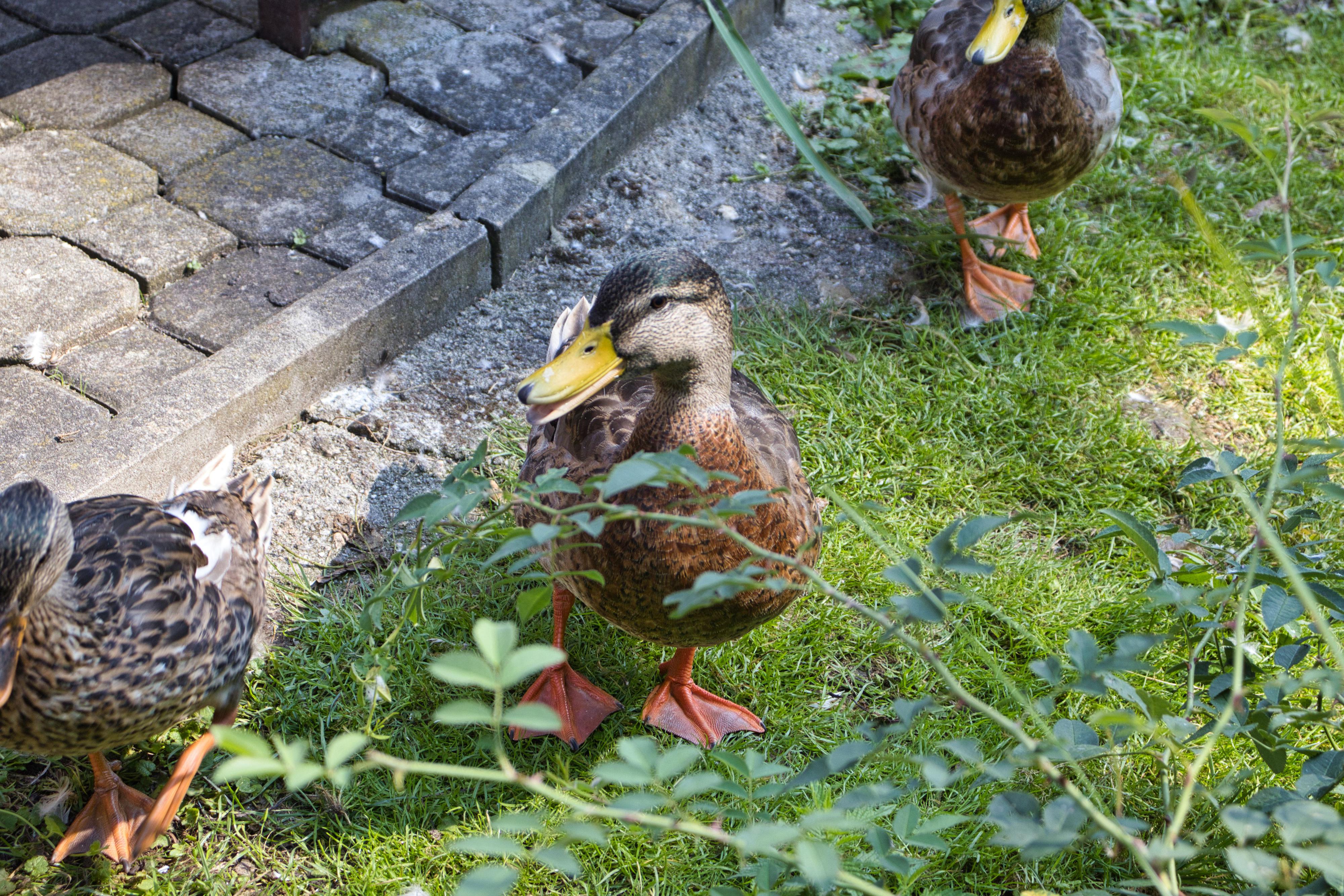 Občerstvení U Surikat foto 3