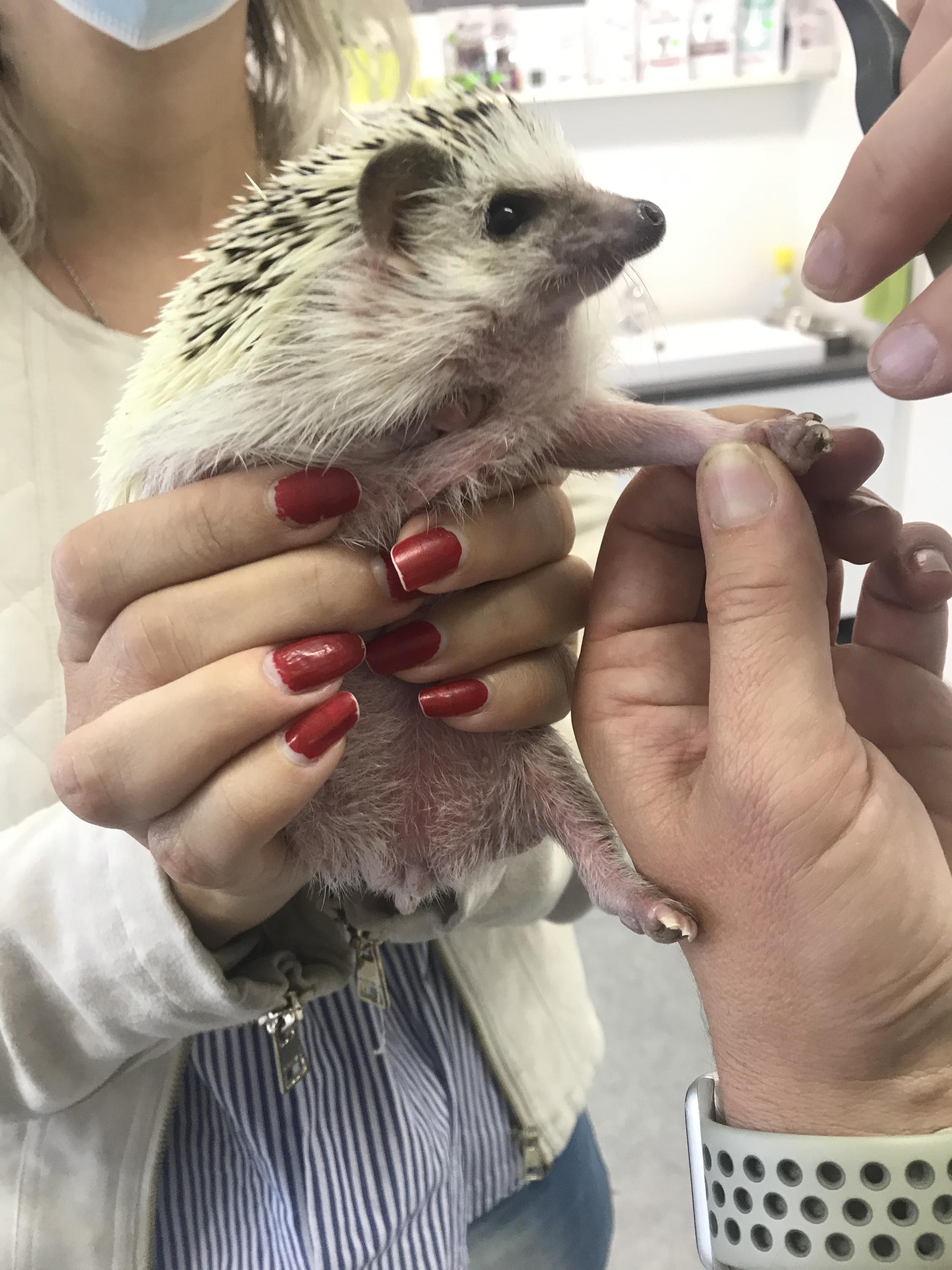 Veterinární ordinace GALVET - MVDr. Ivona Galušková foto 4