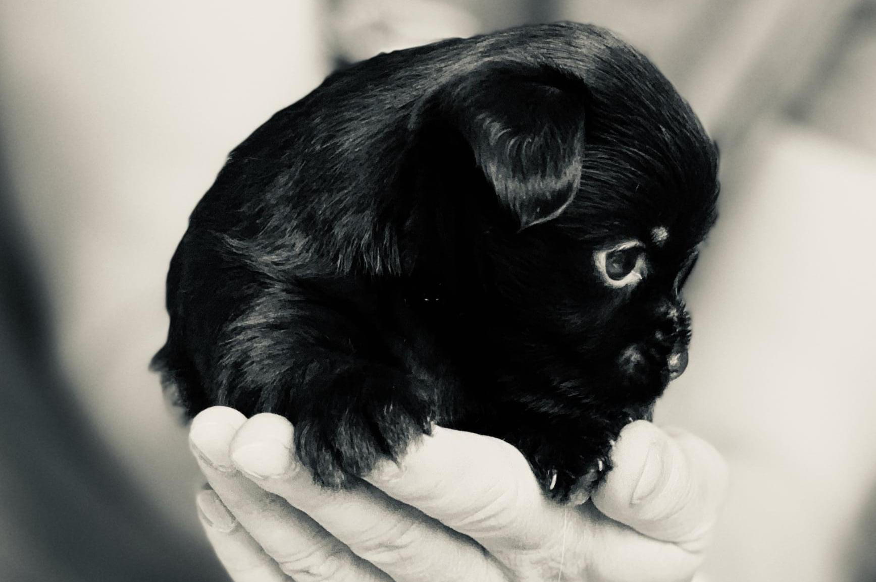 Veterinární ordinace GALVET - MVDr. Ivona Galušková