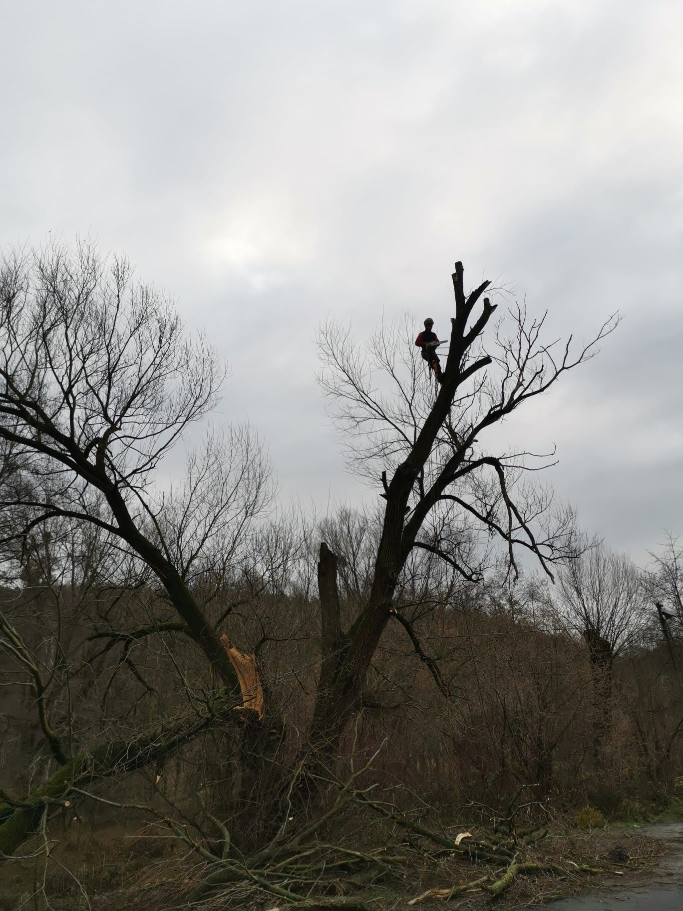 Jedlička - ořezy stromů, výškové práce foto 2