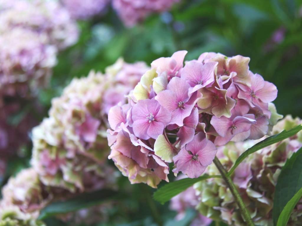 Zahrady s Vojtou foto 5