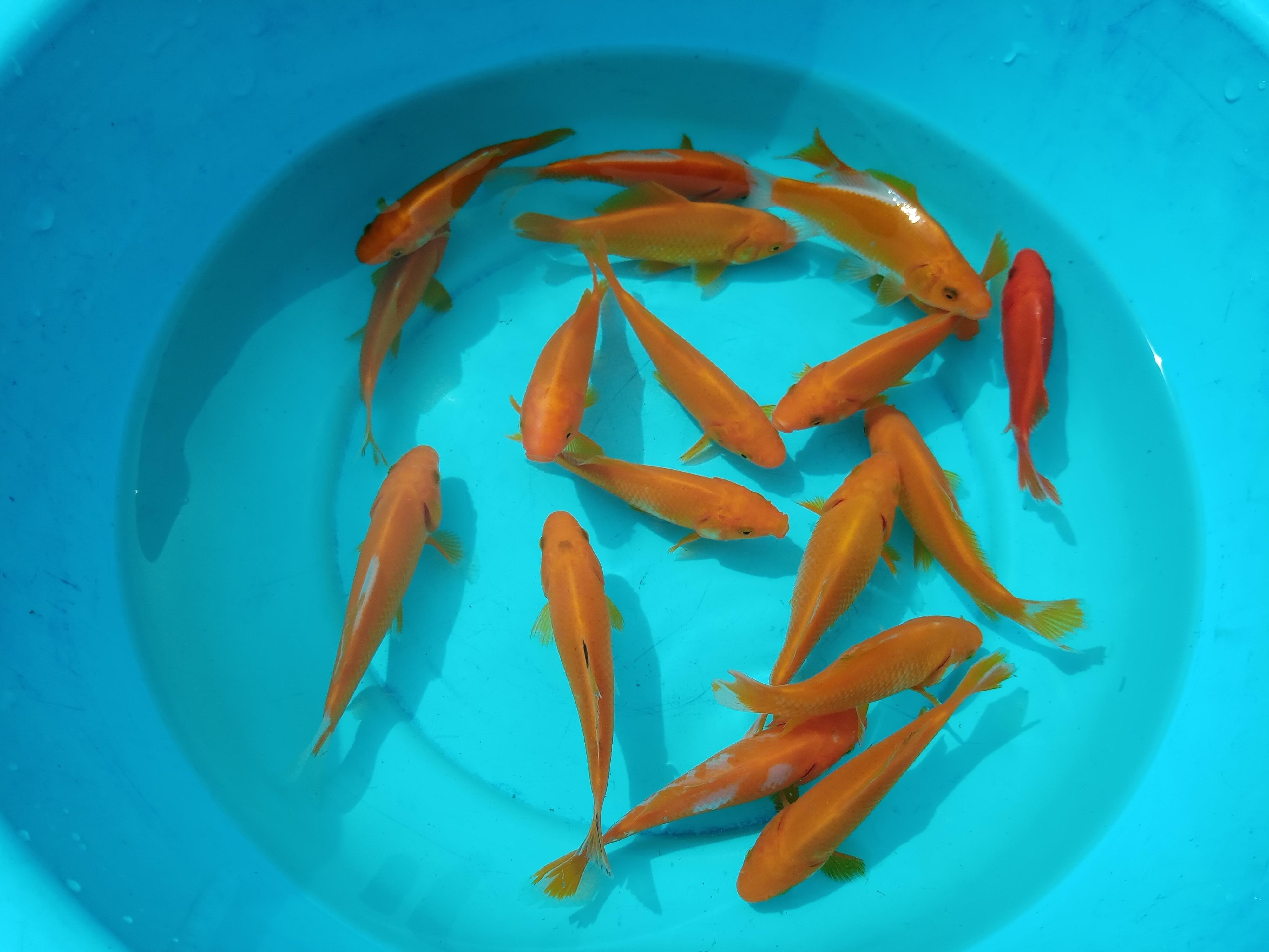 Chov ryb Jan Havelka foto 3