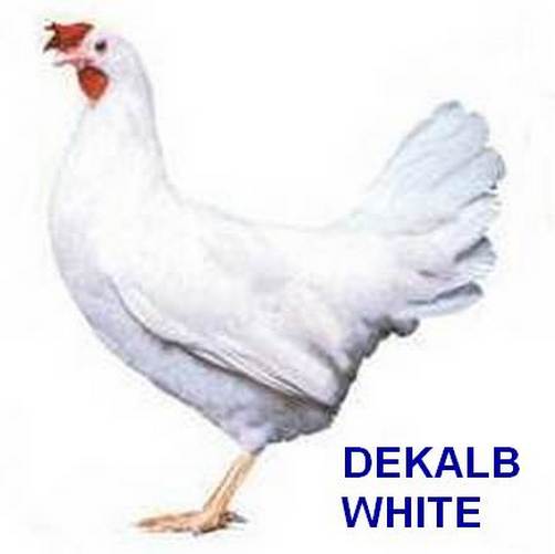 Kuřice s.r.o. - KURICE.CZ foto 4