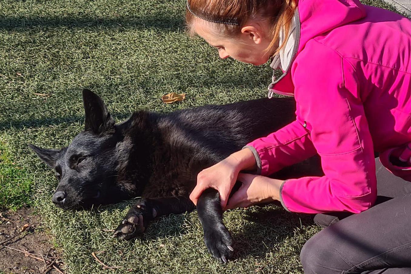 Magda Chlupová - psí masáže