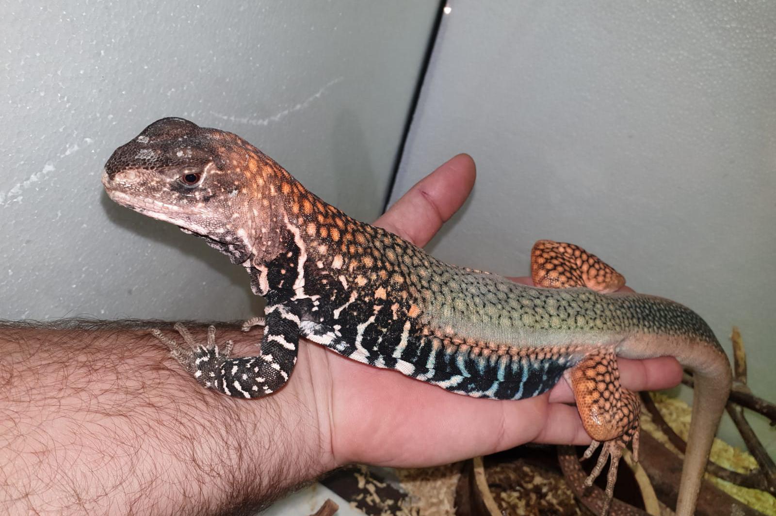 Jiří Krchov - Animal Farm