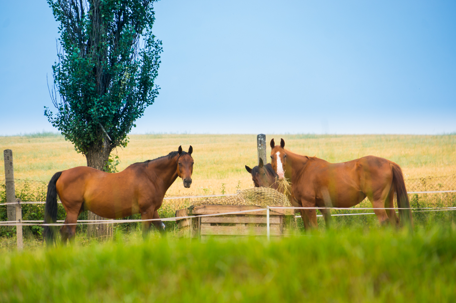 FARMA Loděnice s.r.o. foto 3