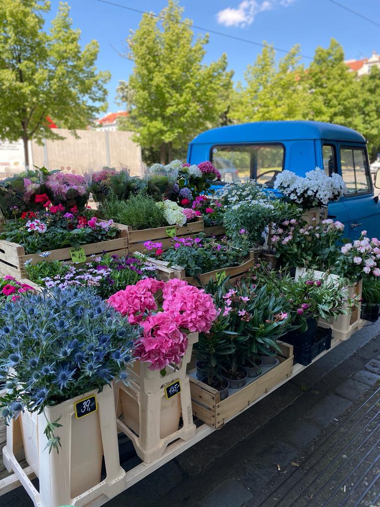 Květiny Jiřák foto 5