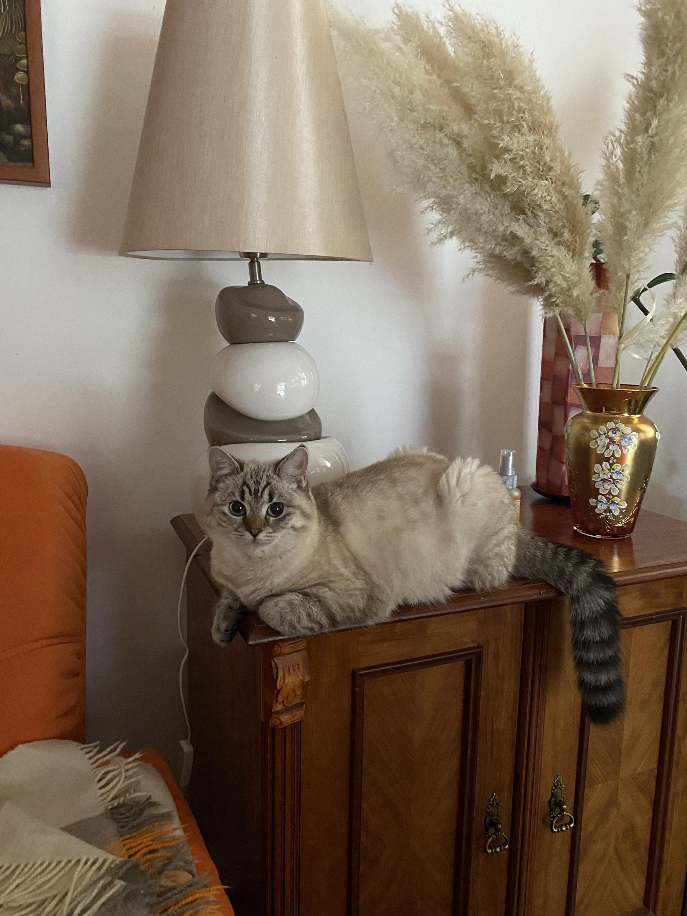 MVDr. Radek Svoboda foto 5