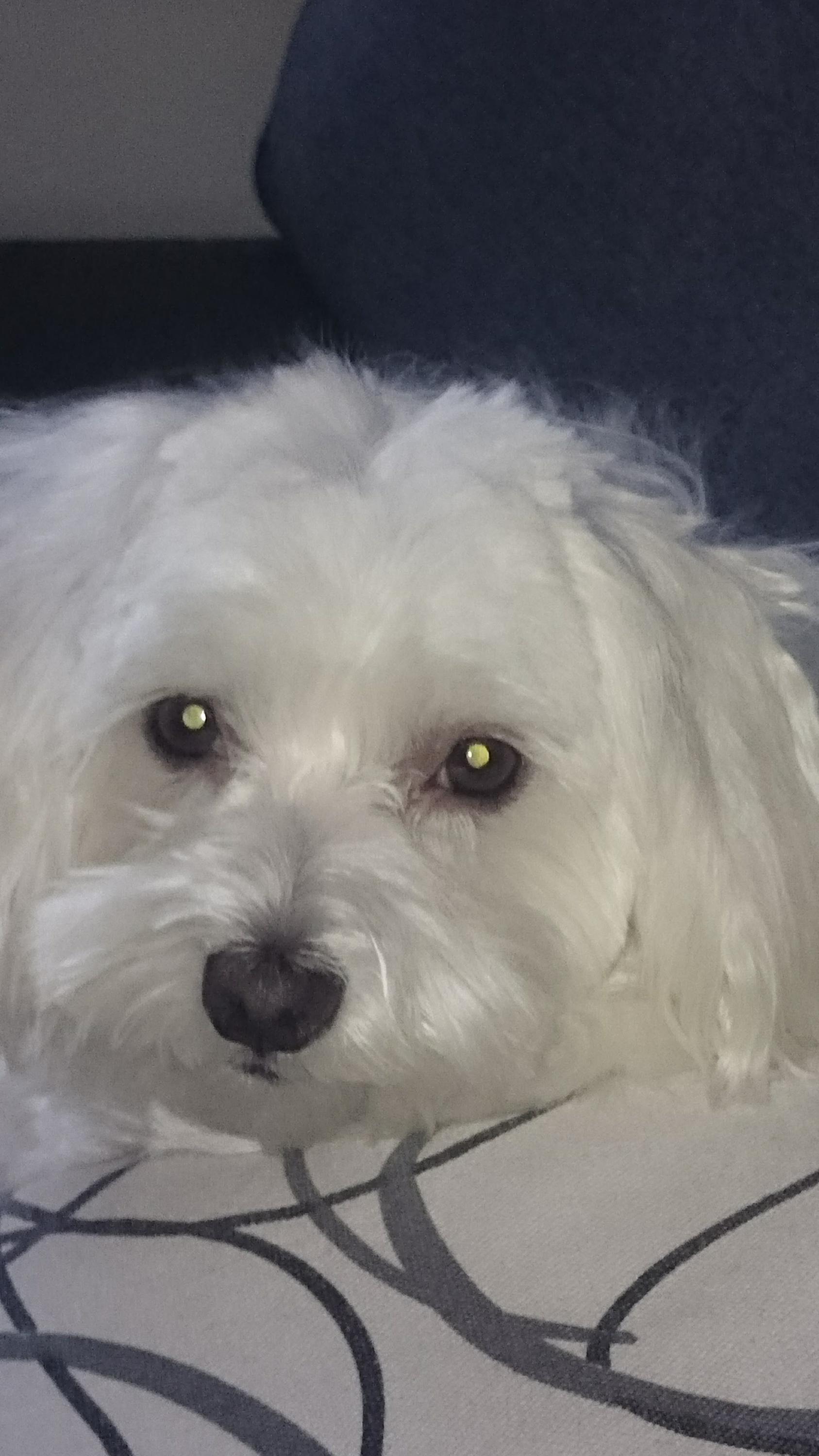 Meggie - Oblečky pro malé pejsky foto 4