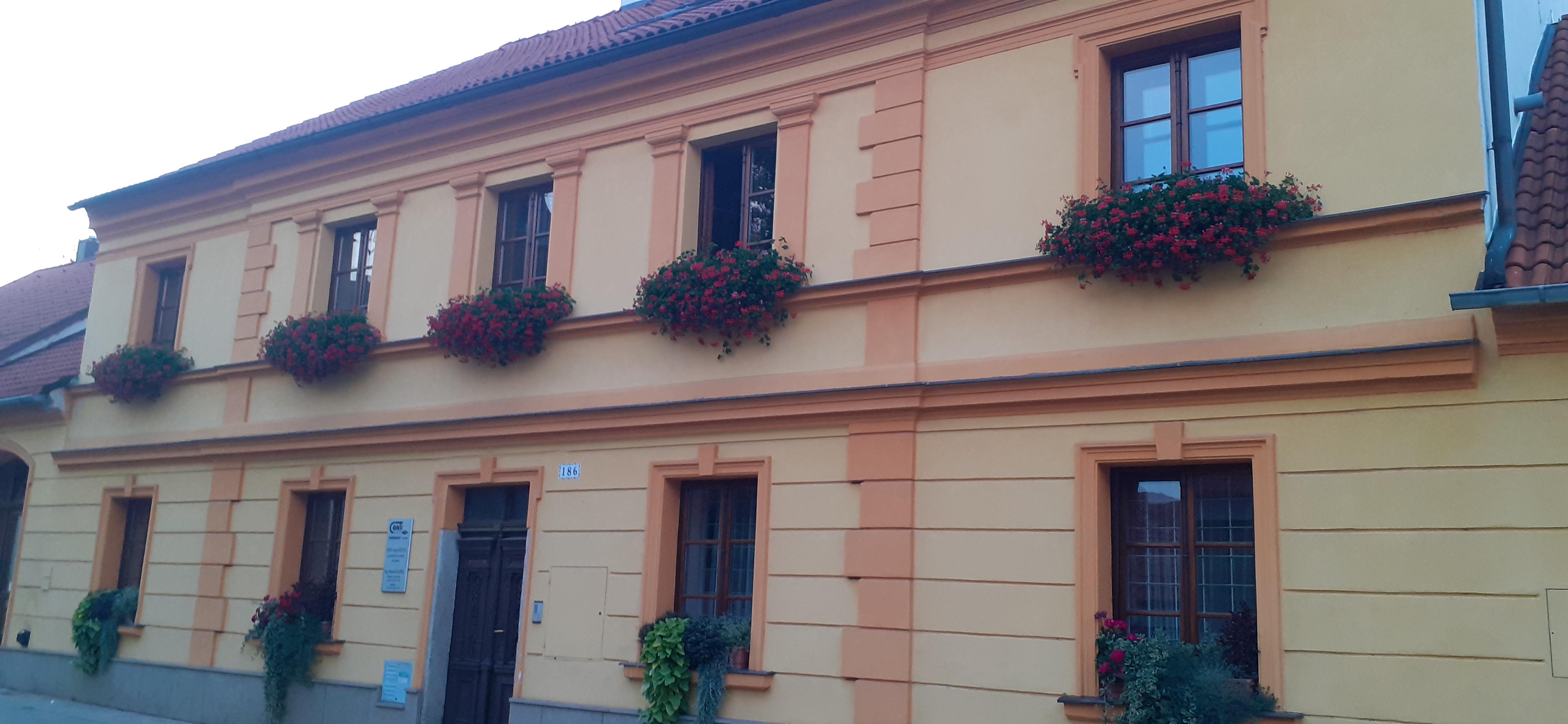 Květinářství Žlutý tulipán foto 3