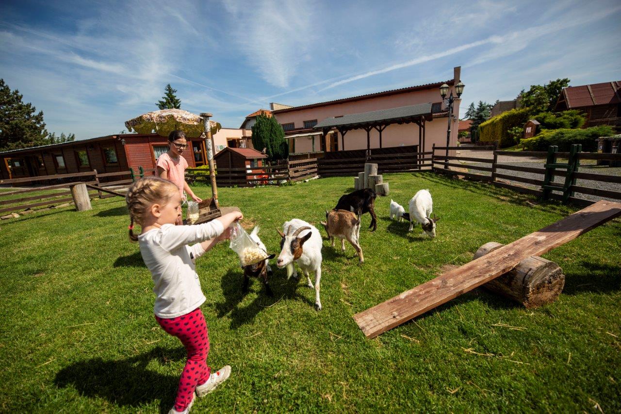 Zvířata - Svíčkárna Rodas s.r.o. foto 6