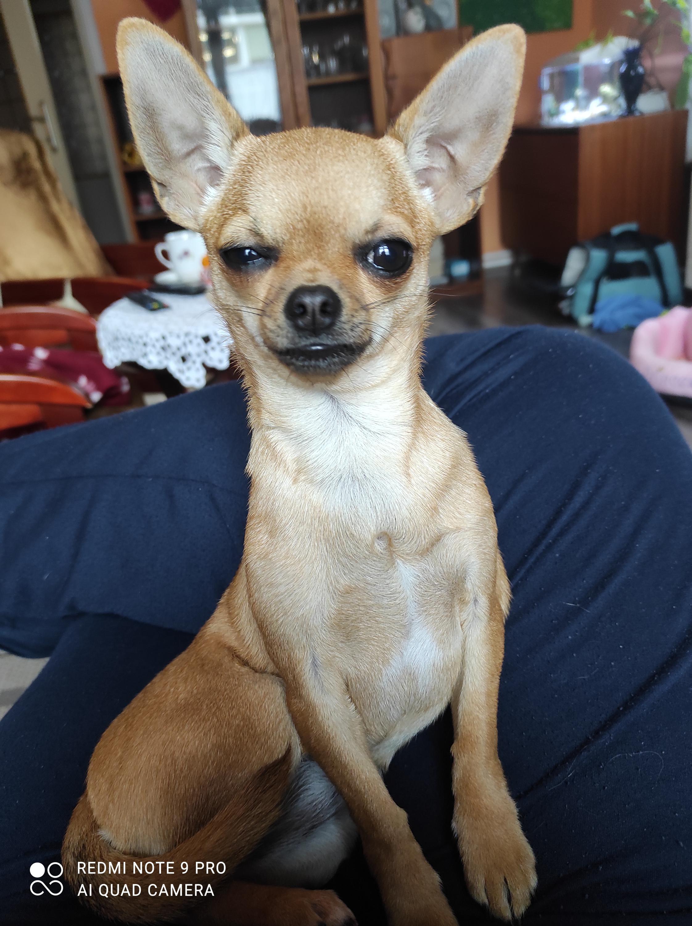 Jitka Faitová - Psí salon Most foto 4