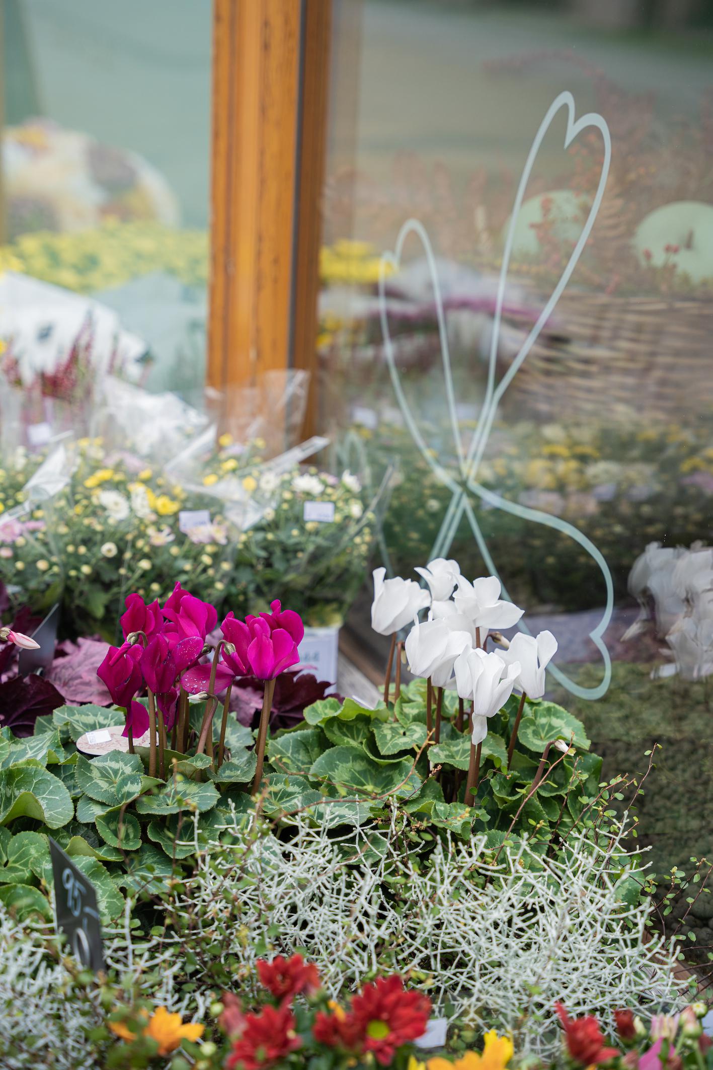 Z lásky kvítka foto 4