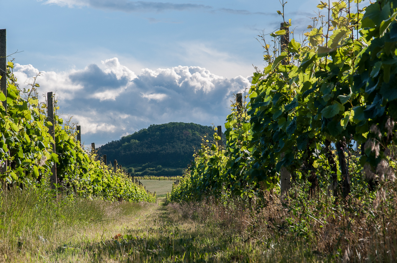 Vinařství Zámek Lobkowicz Roudnice foto 4