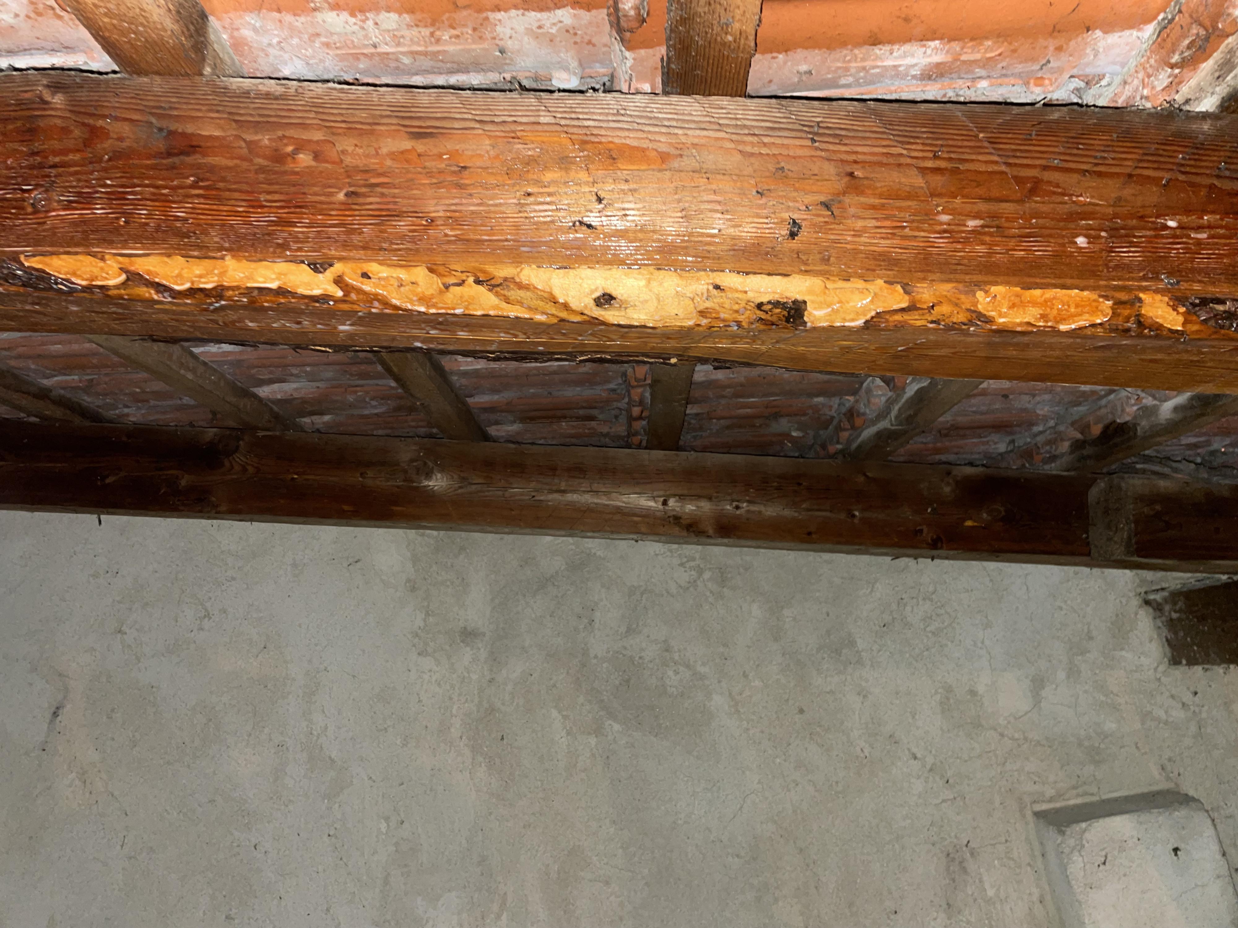 Deratizace, dezinsekce, dezinfekce Gunár foto 3