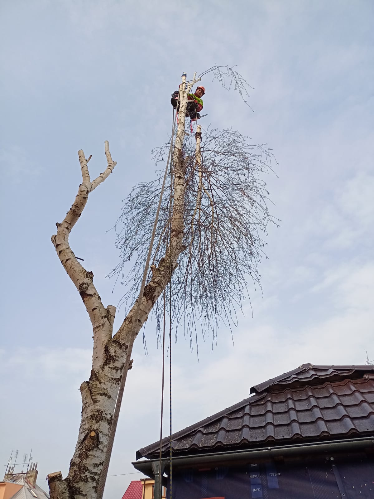 NaStromy - Odborná péče o dřeviny foto 4