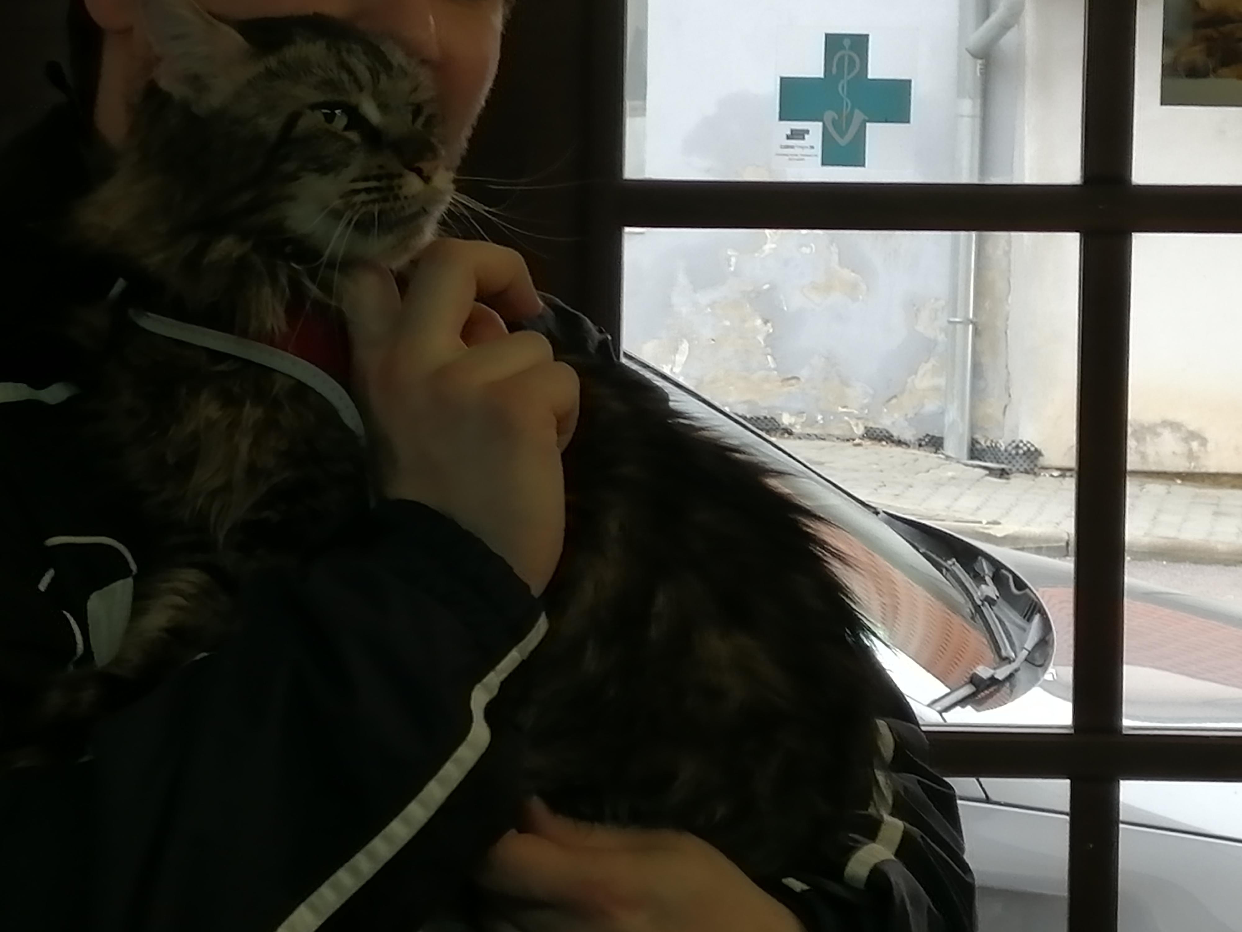 Veterinární ordinace MVDr. Maxim Bojko foto 3