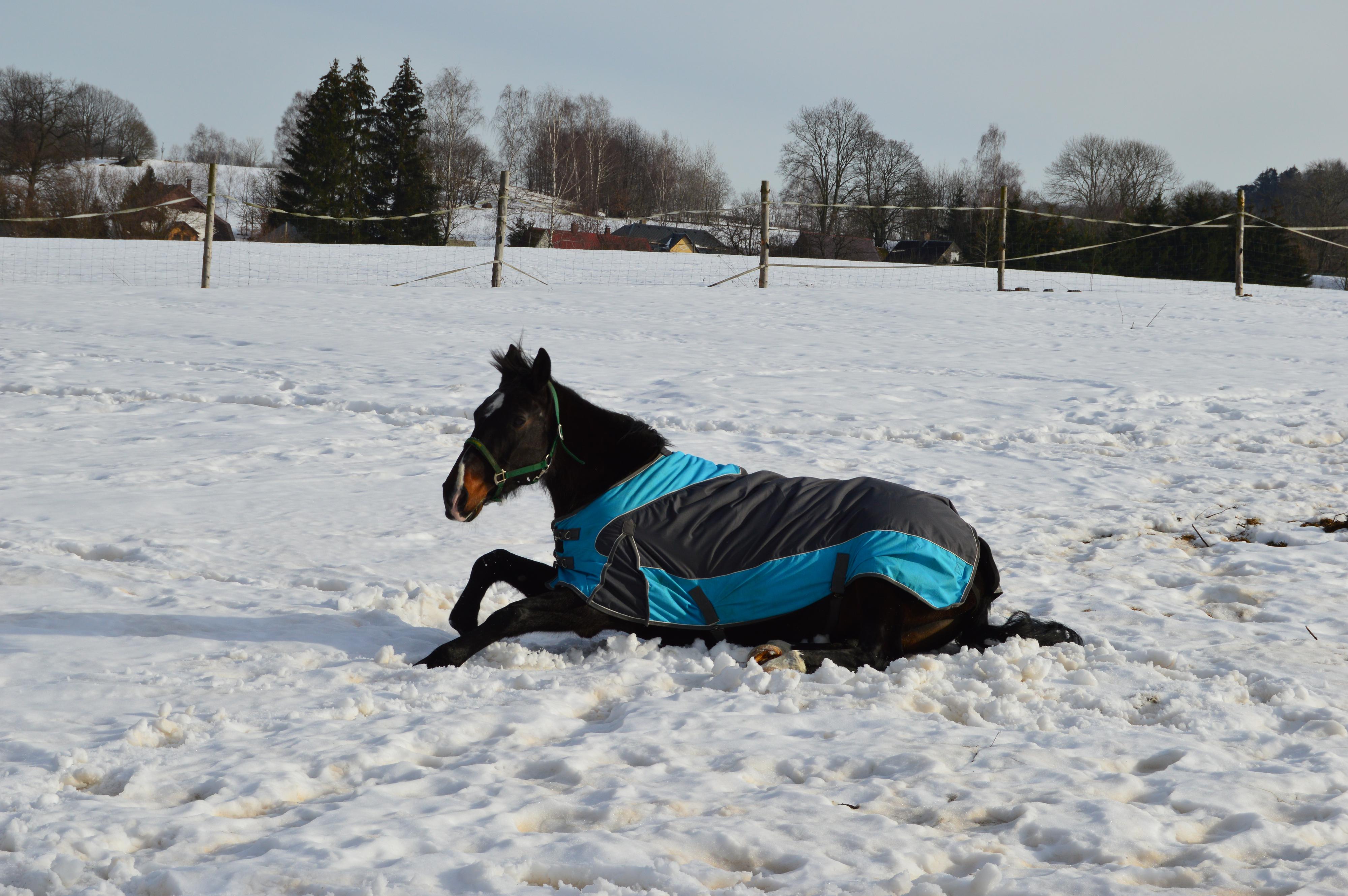 Jízdy na koni Mikulášovice foto 6