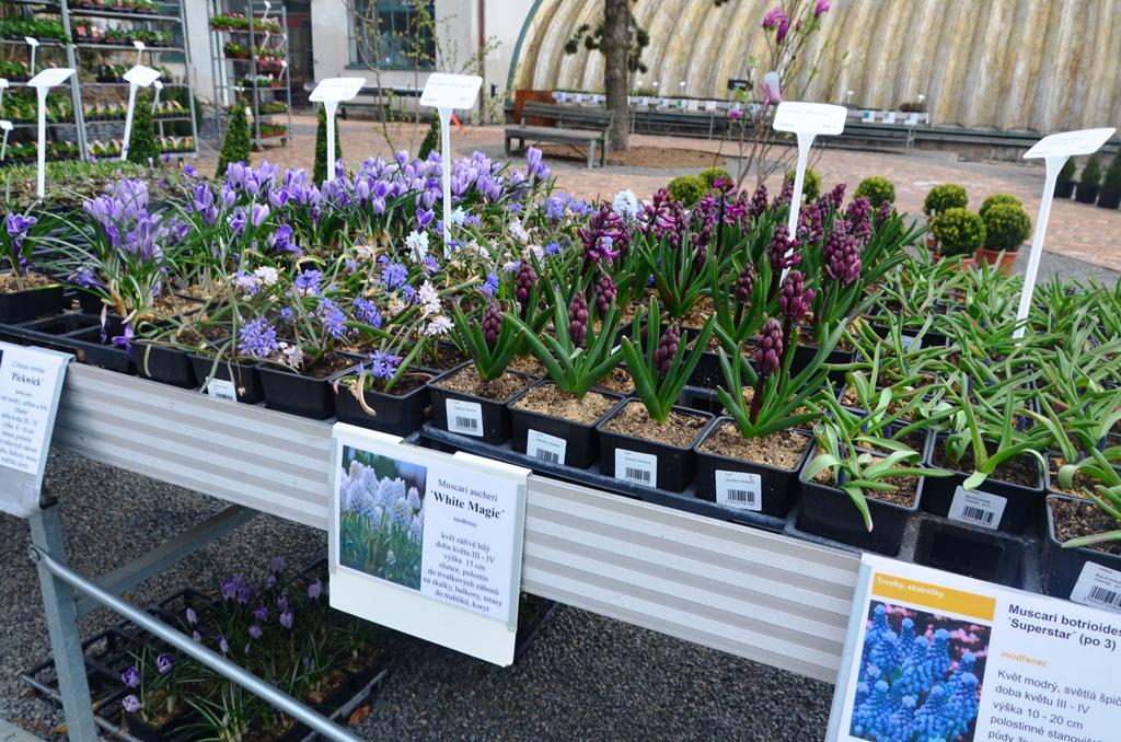 Školky Litomyšl - Floreum foto 5