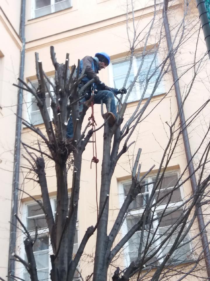 Olee Trees,s.r.o. foto 3