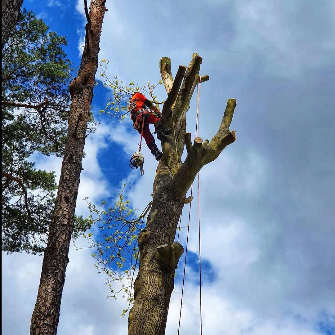 Rizikové kácení Vladimír Gašper foto 2