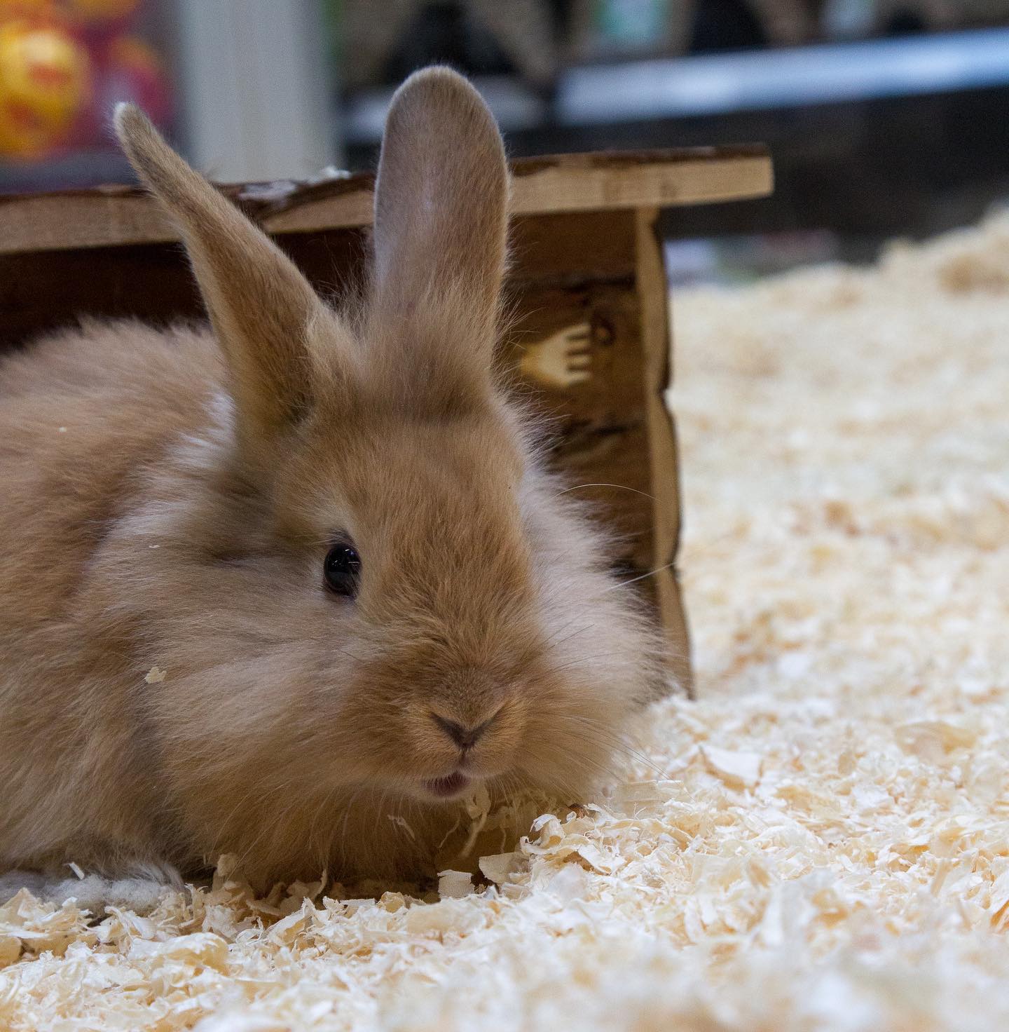 Mandarin Pet foto 5