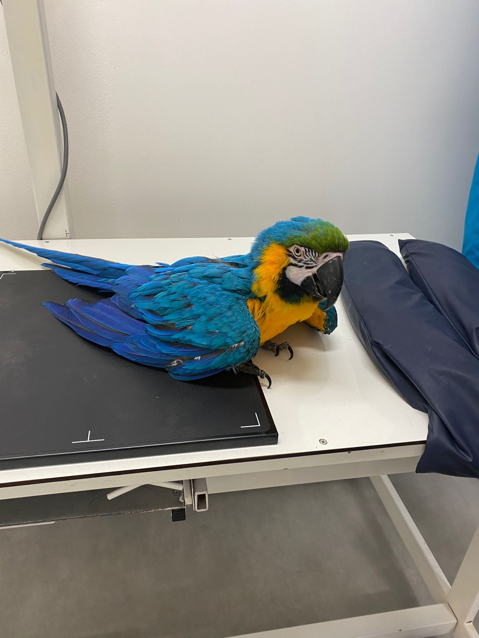 Veterinární ordinace VET-S foto 4