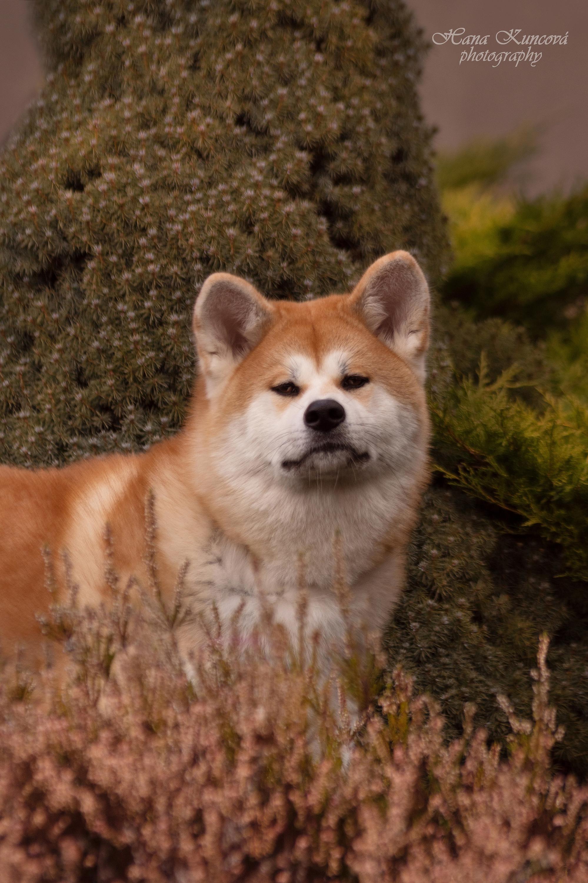 Akita Inu Chovatelská stanice - Fuji No Shibuya foto 3