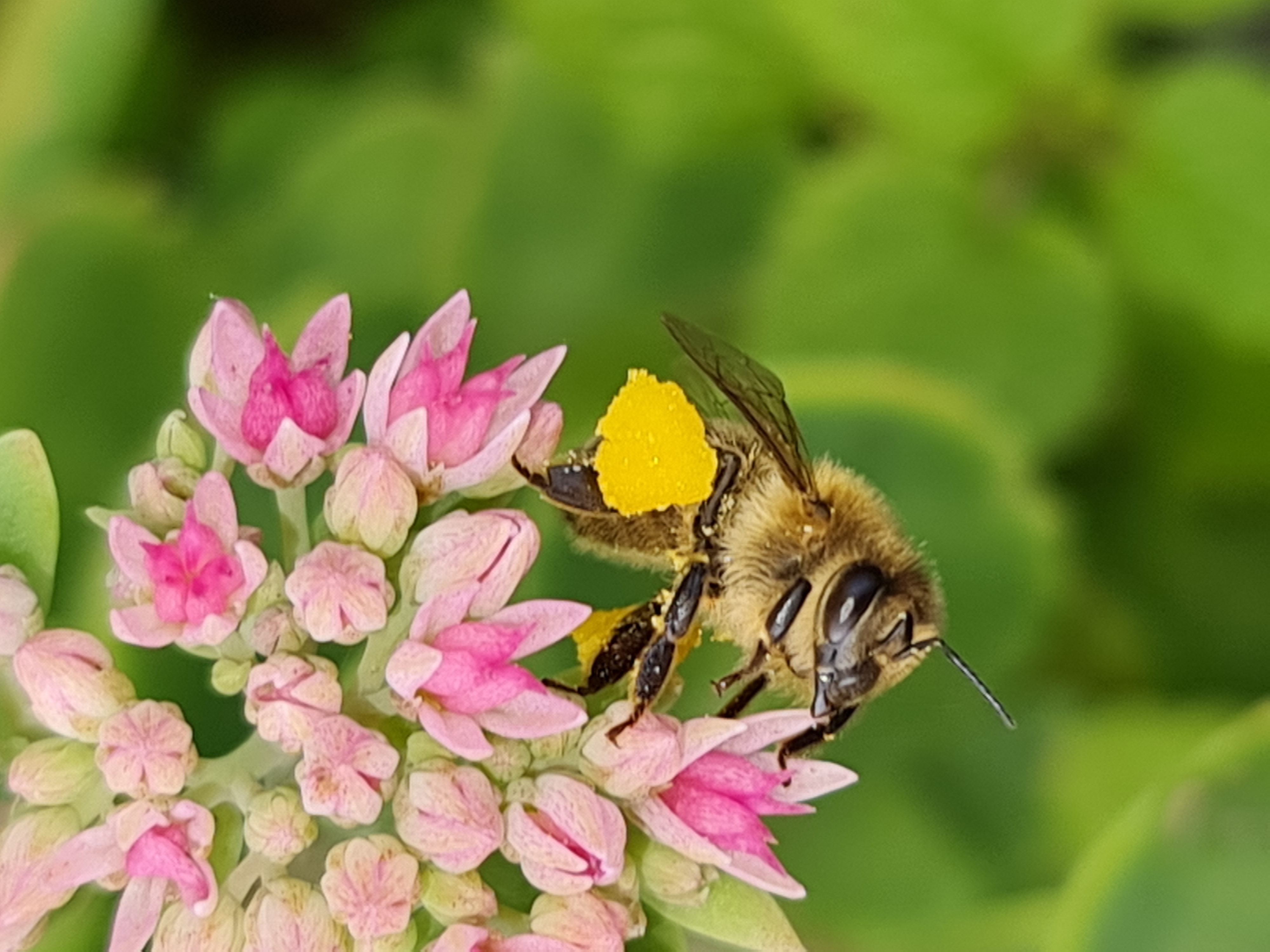 Včelařství Jesenice