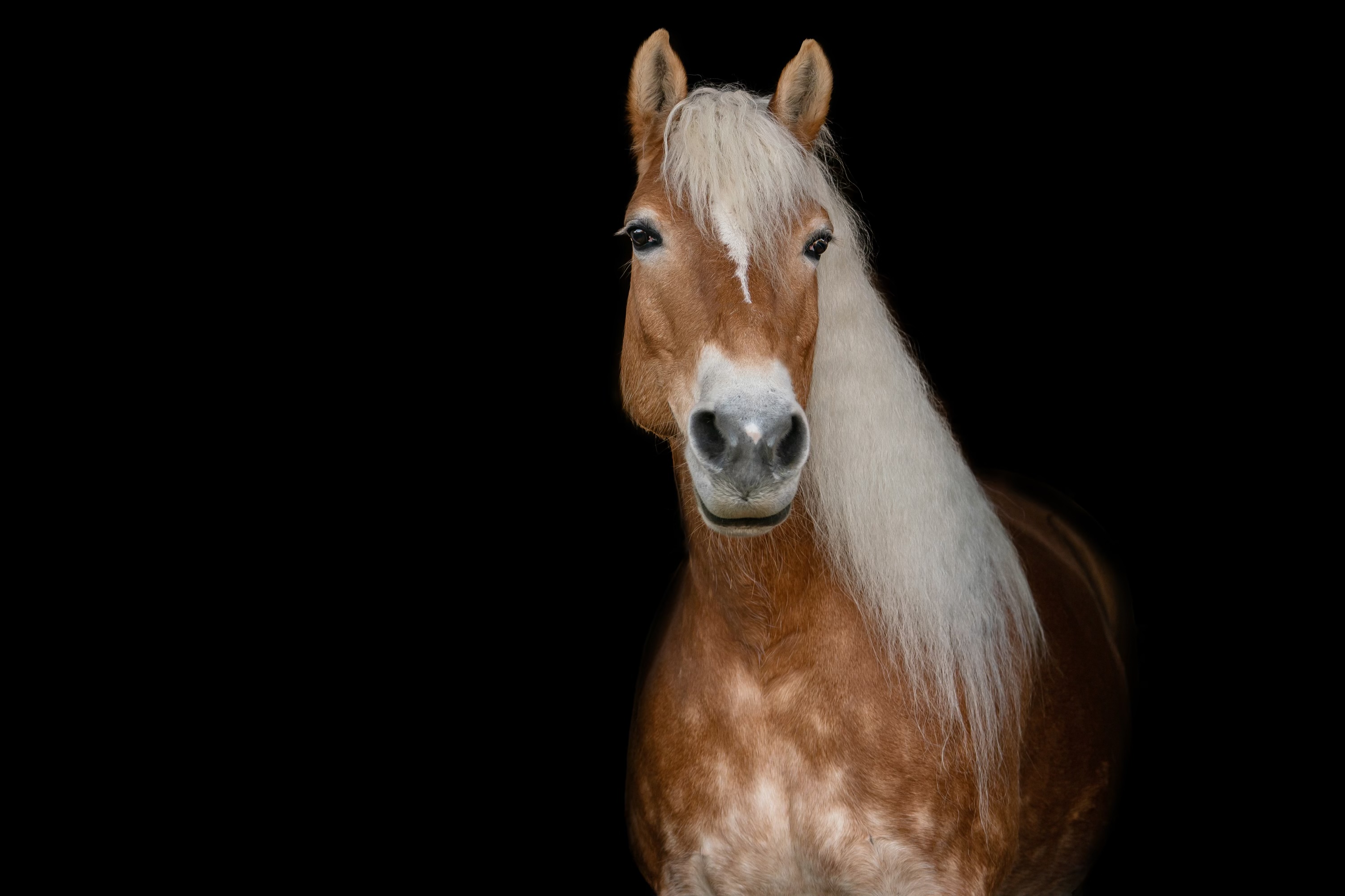 TJ Zámecký hřebčín z.s.