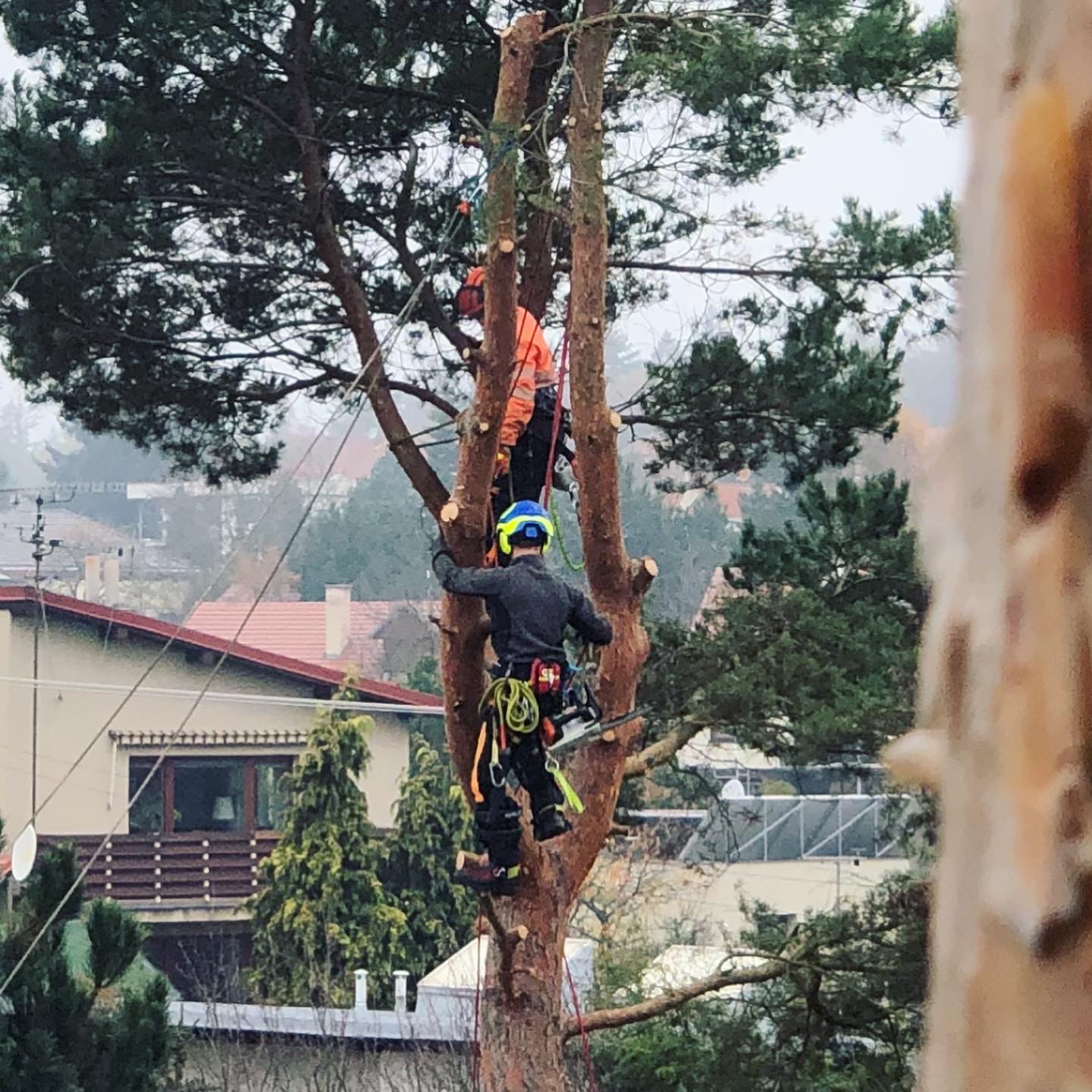 Rizikové kácení RK foto 2