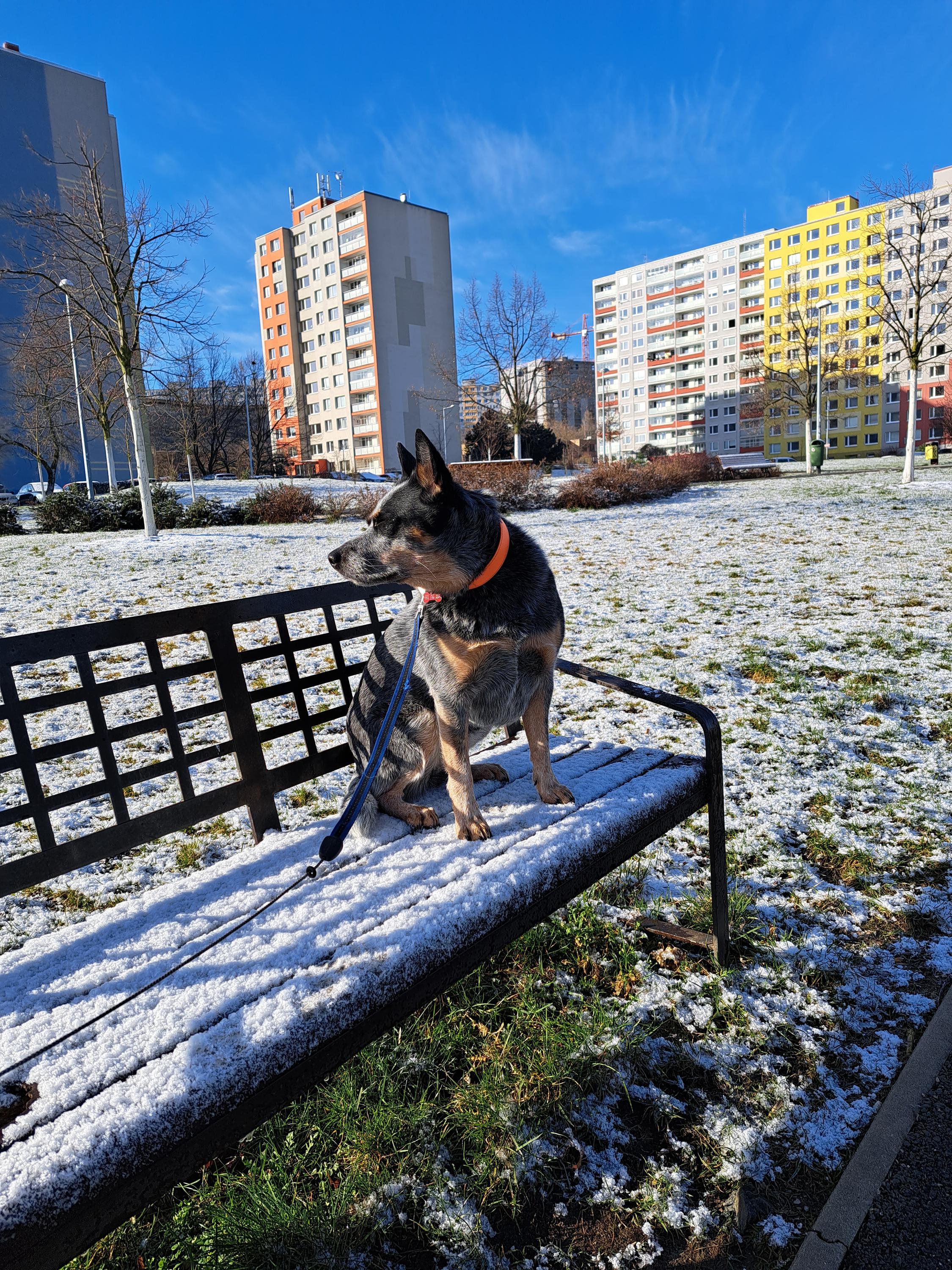 Výcvik psů - Adamec Luboš foto 3