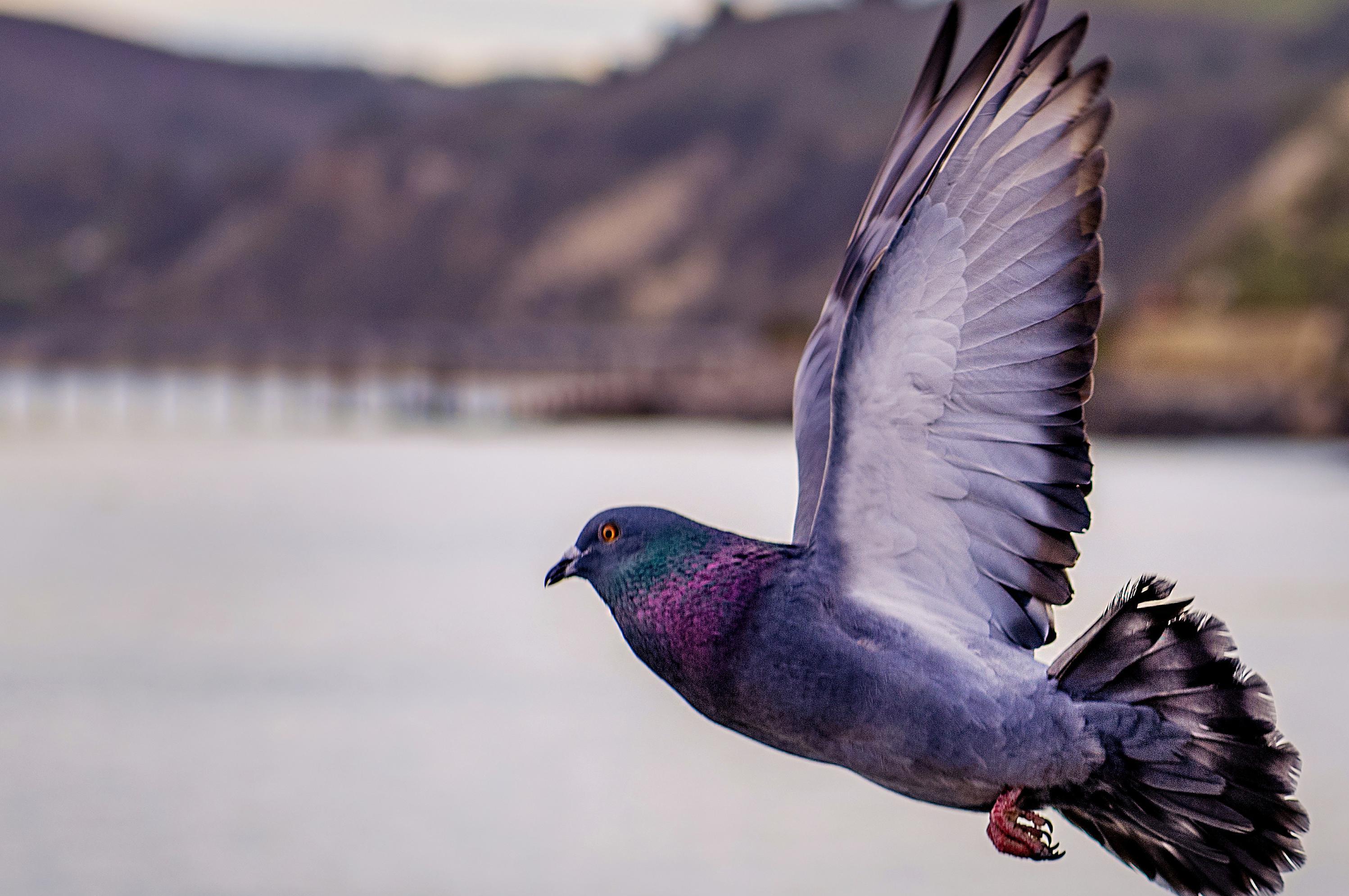 Deratizace RATajský