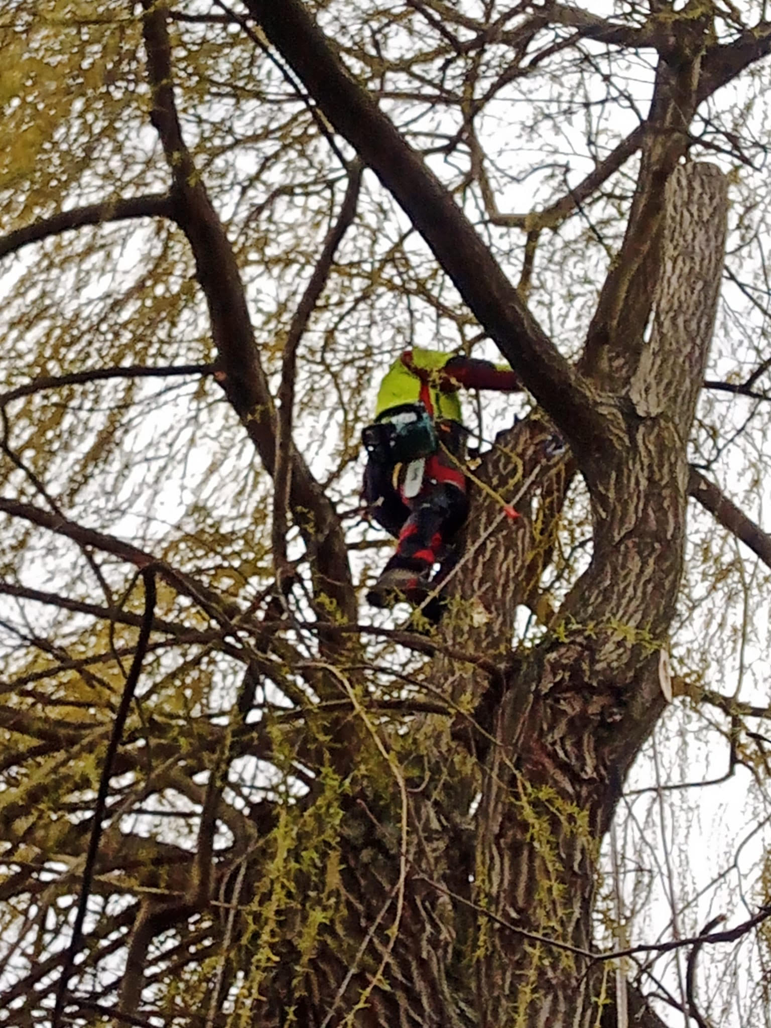 Rizikové kácení stromů a výškové práce Martin Bastl foto 3
