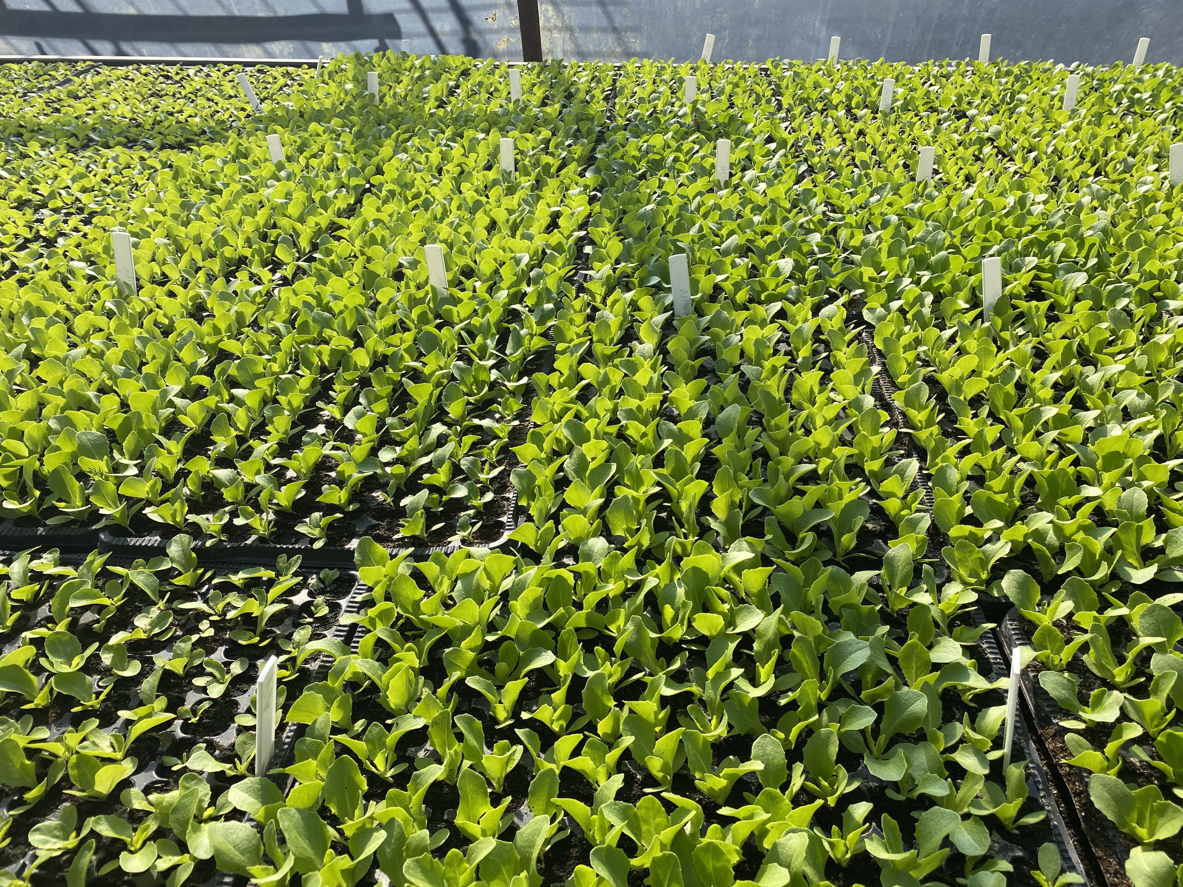 Zahradnictví Čápovi foto 3