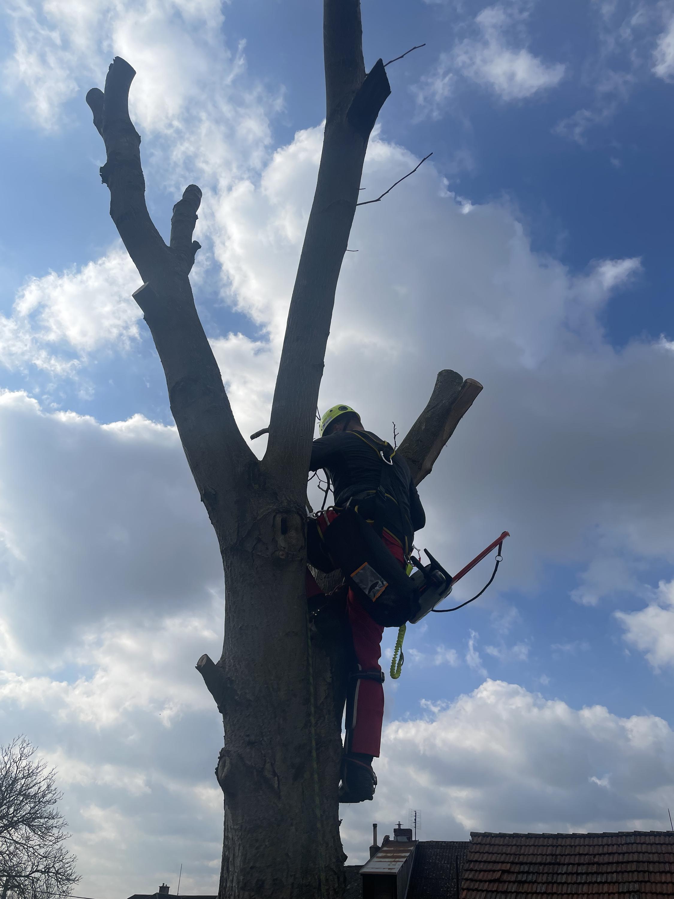 Zahradnické služby Ing. Igor Maťovčík foto 3