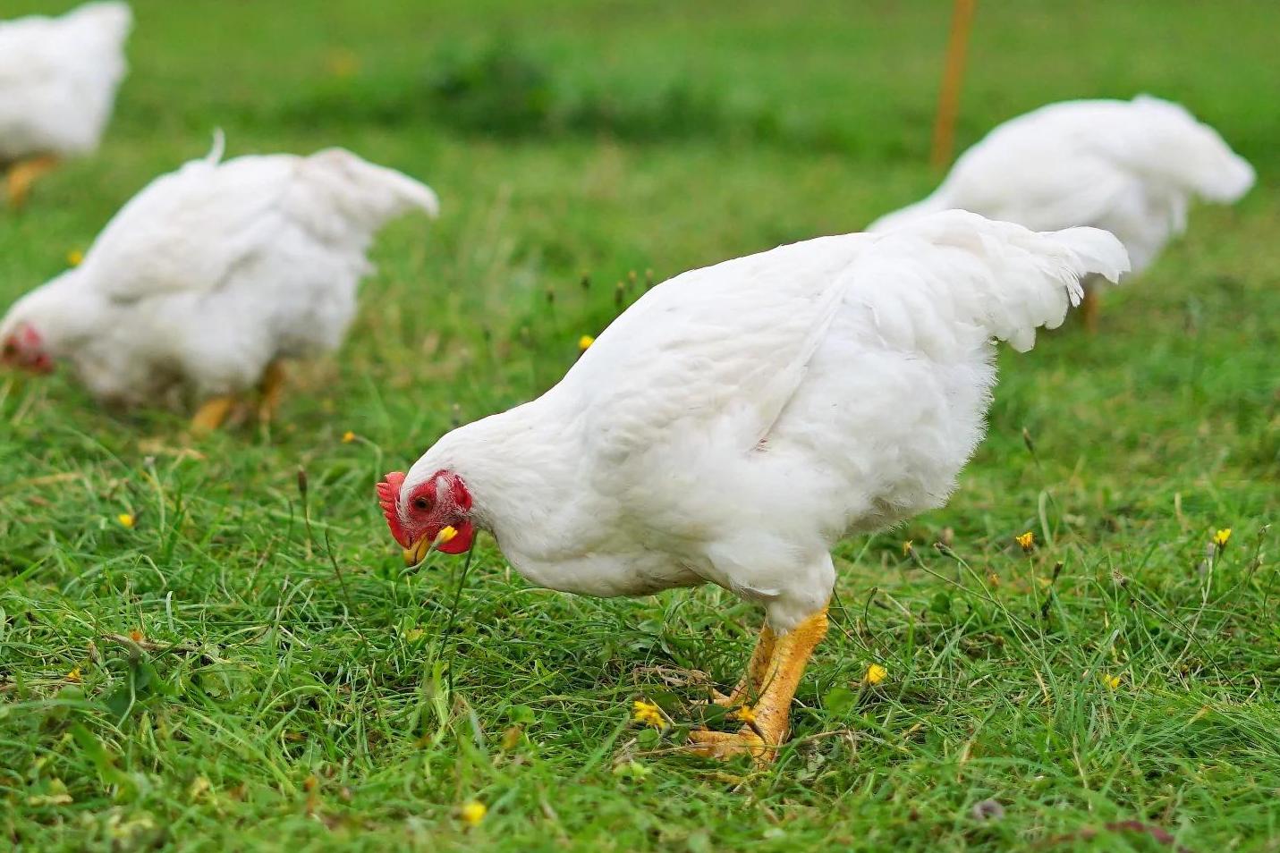 Střítežské fojtství