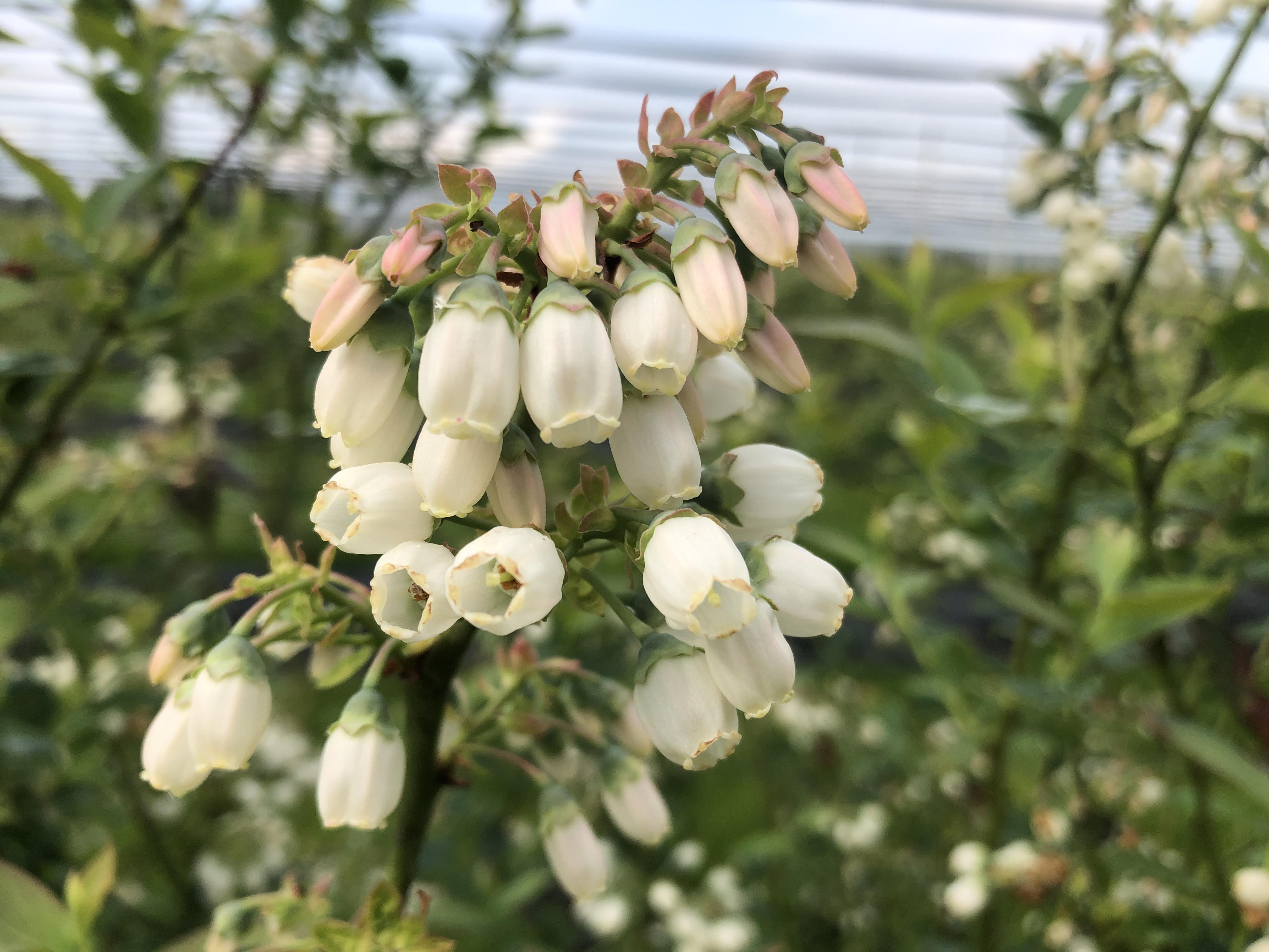 Borůvková farma Postoupky foto 4