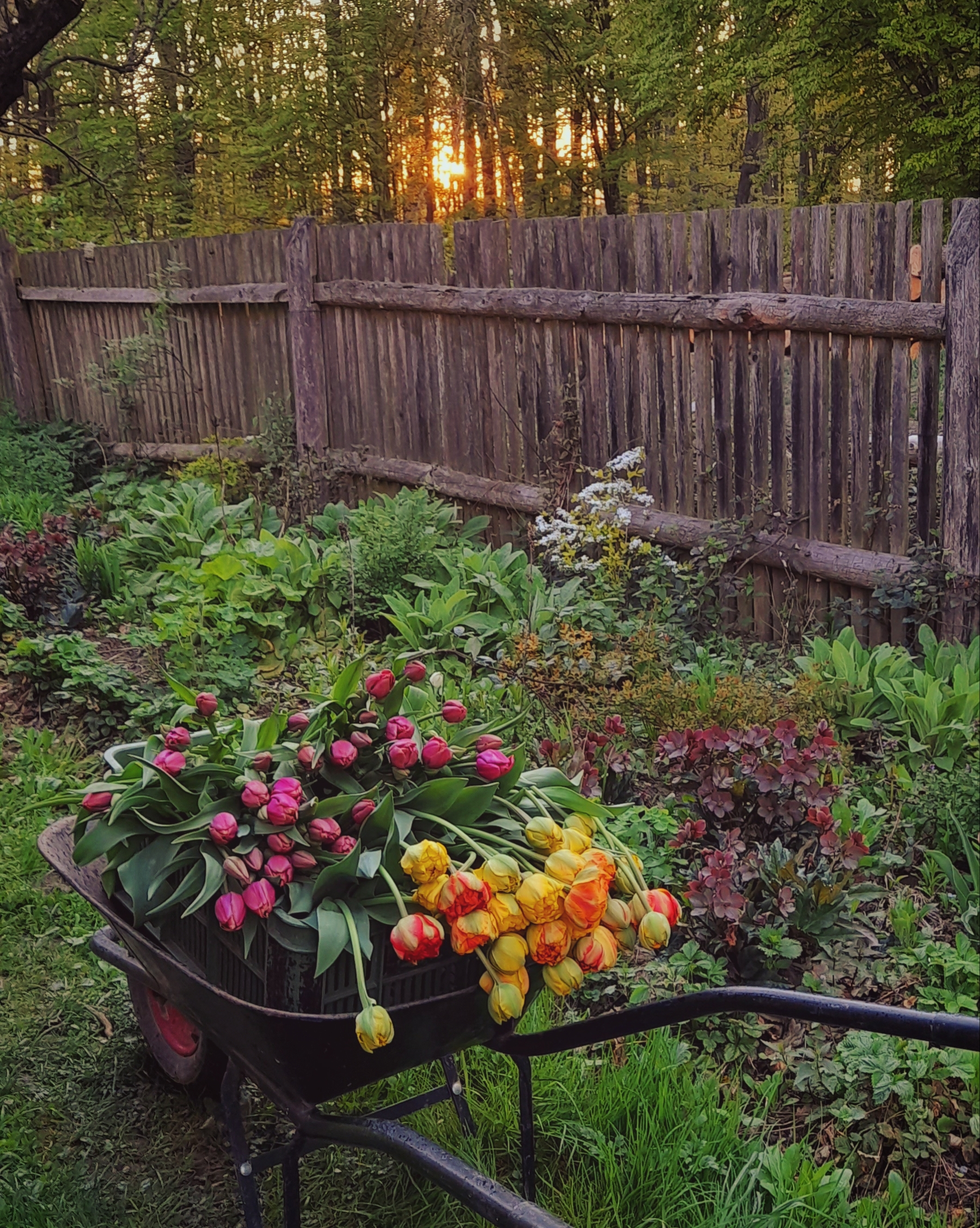 Farma Slunce kvítí foto 3