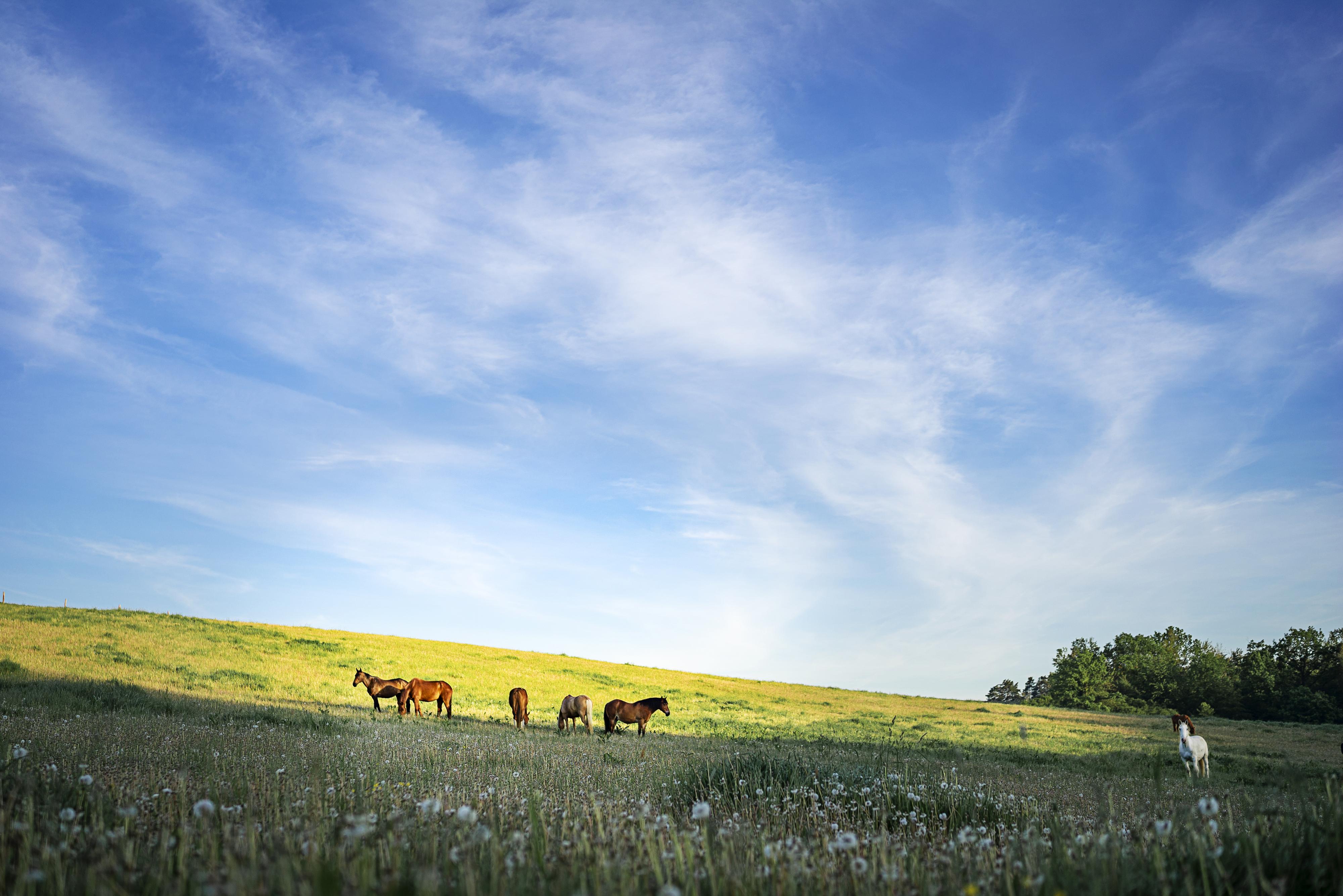Ubytování Ranč Červený Mlýn foto 2