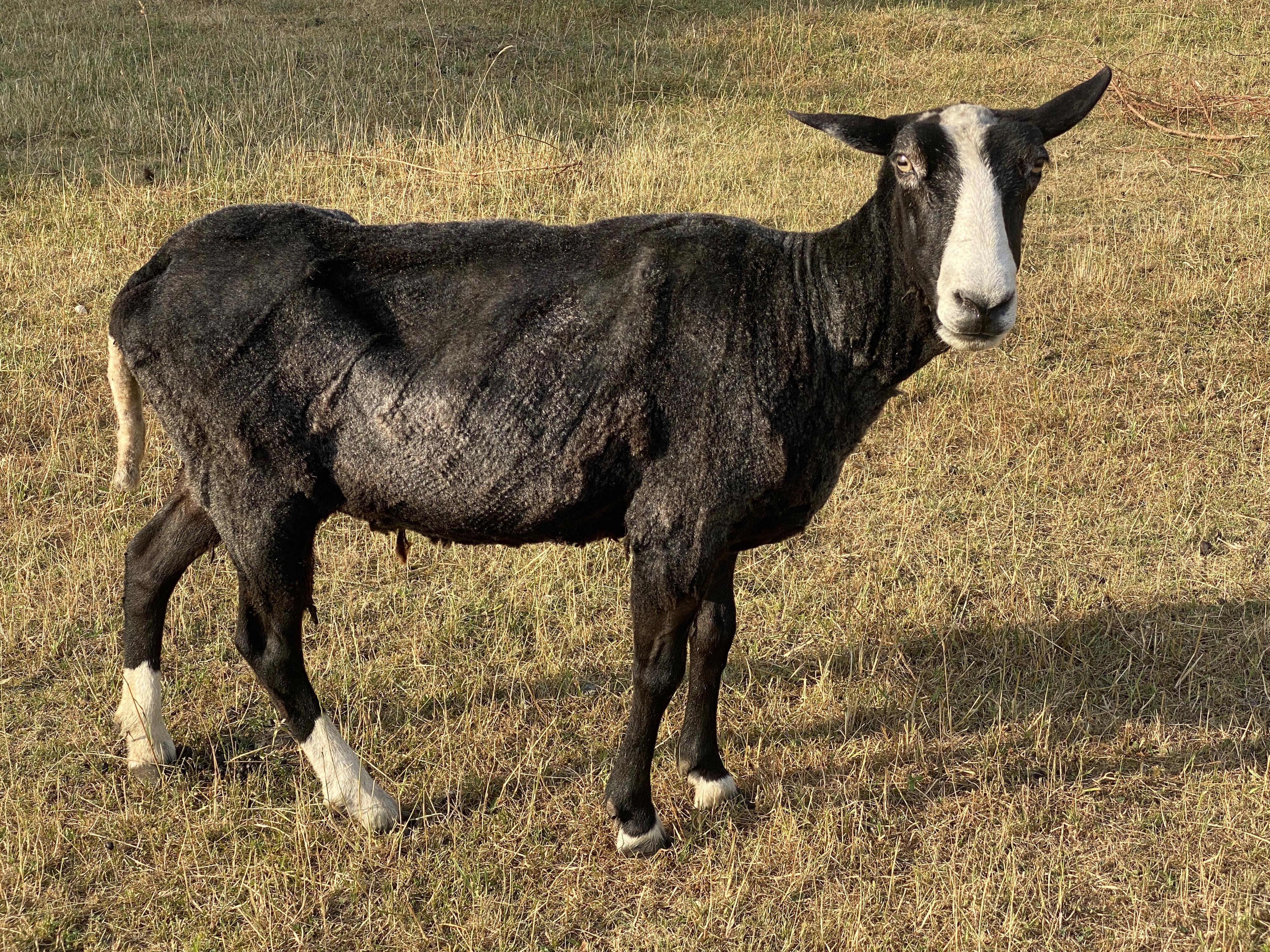 David Zdrha - střihač ovcí foto 3